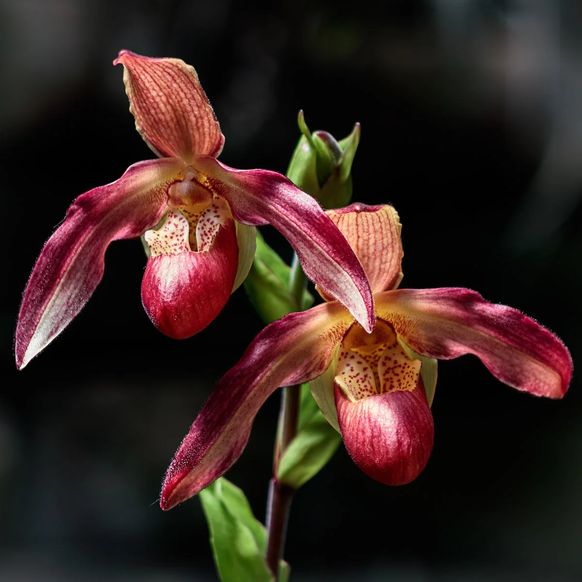 Franklin Botanical Gardens - Aug 2024