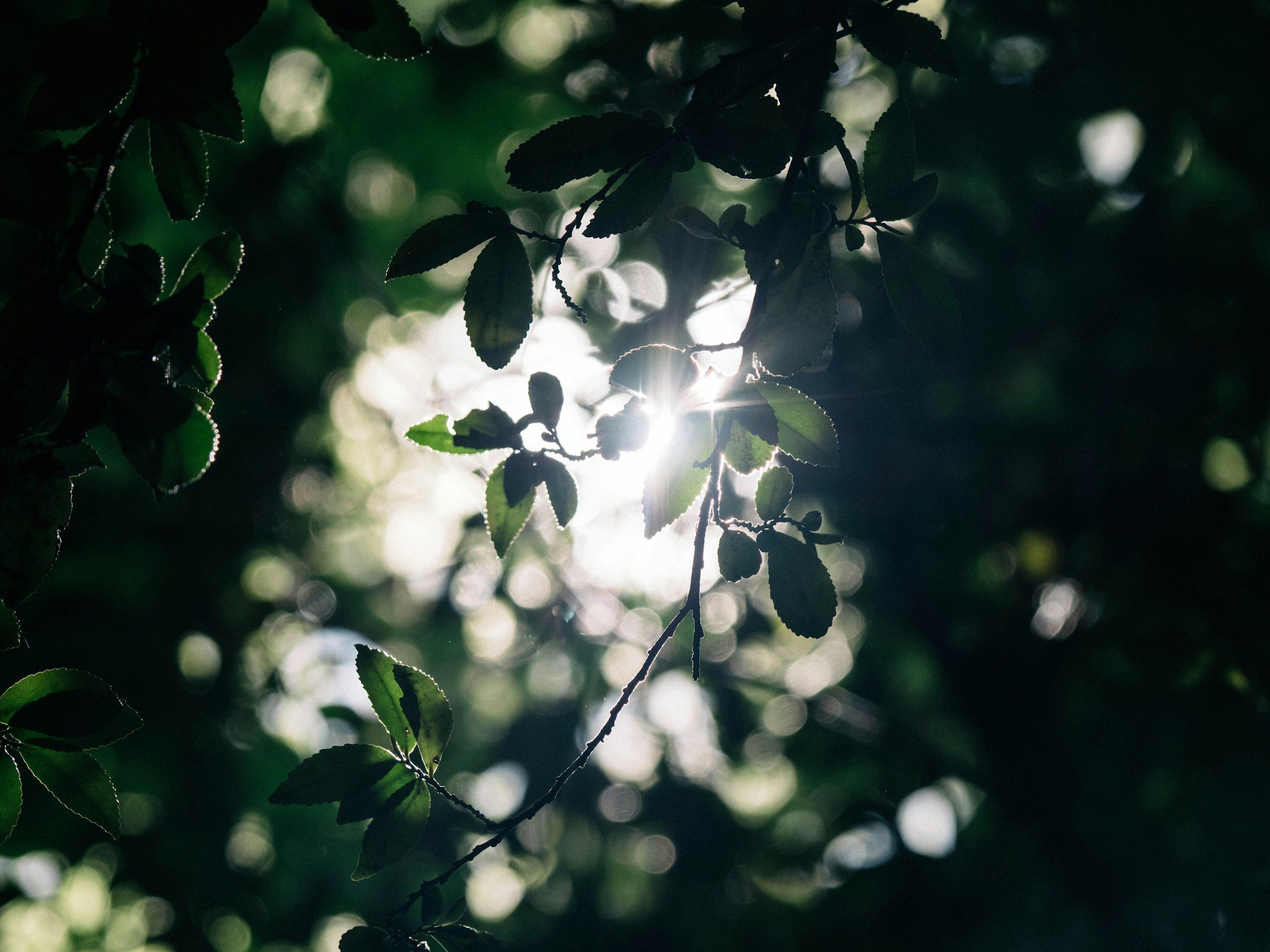 Sunlight filters through green leaves on tree branches in a forest.