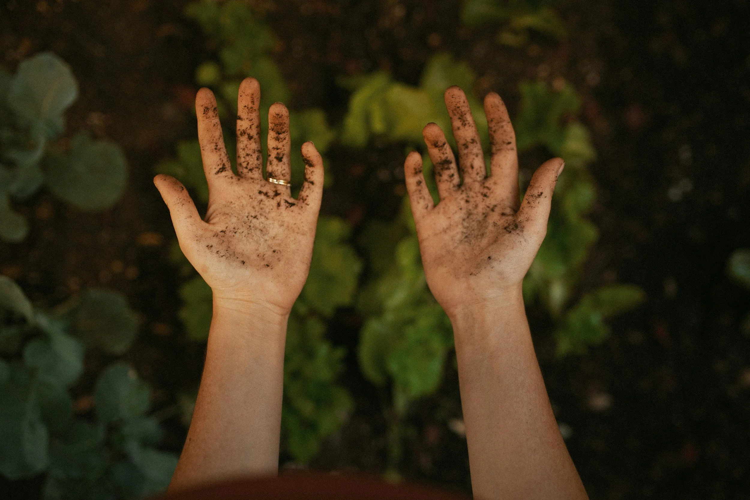 Two hands with dirt on fingers and palms are raised above soil and green plants.