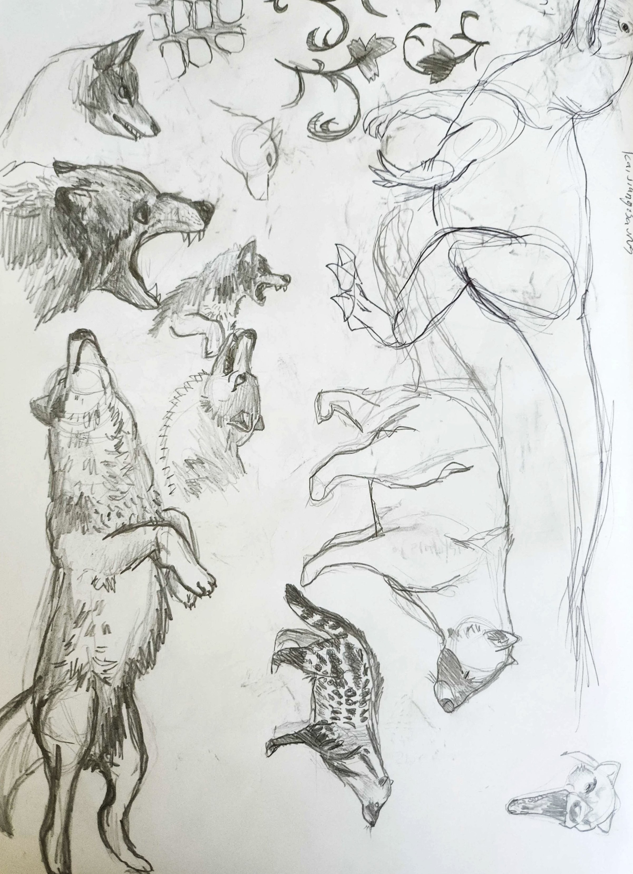 Sketch Page- Wolves, Civets, and a theropod dinosaur.