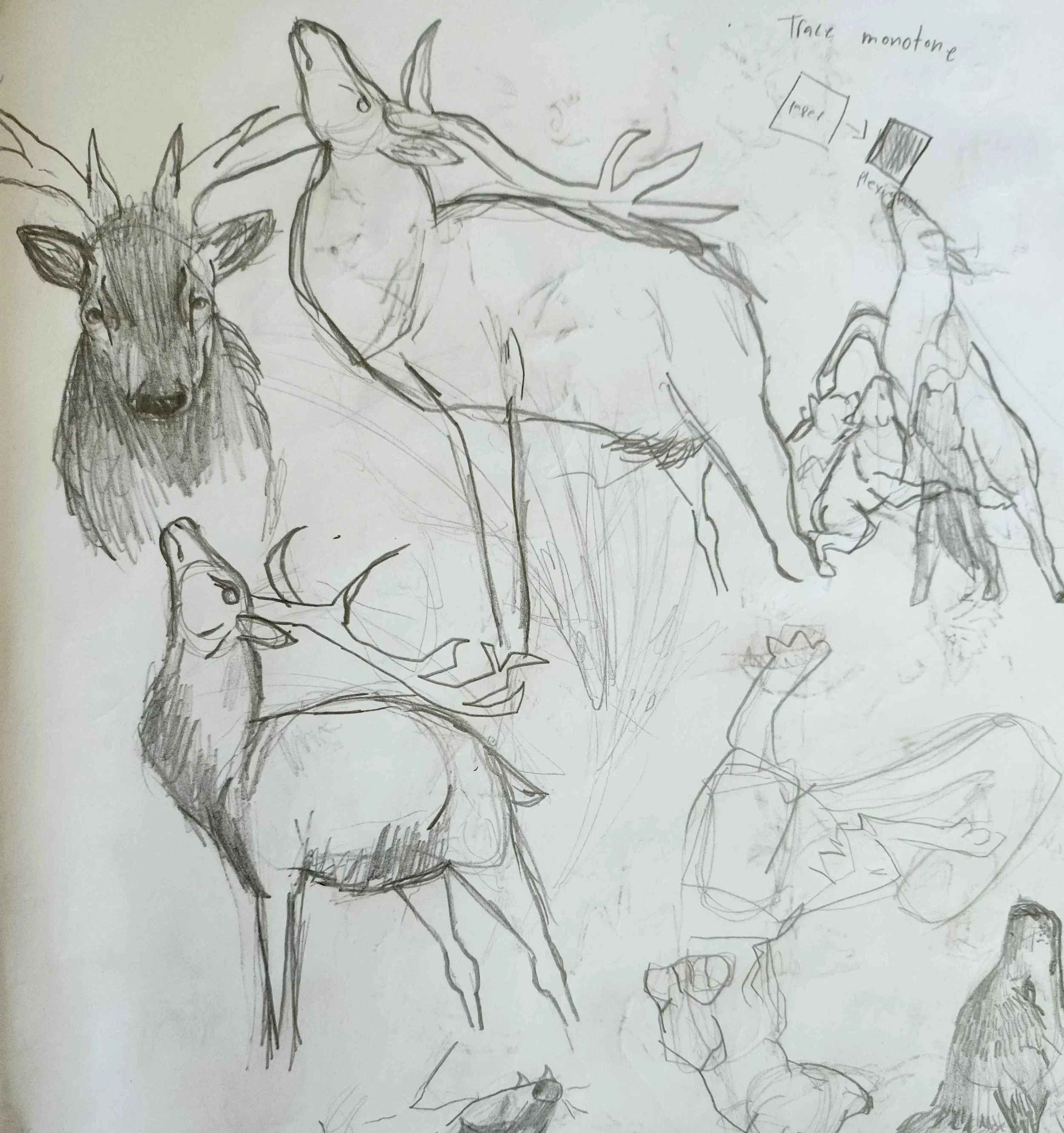 Elk studies.