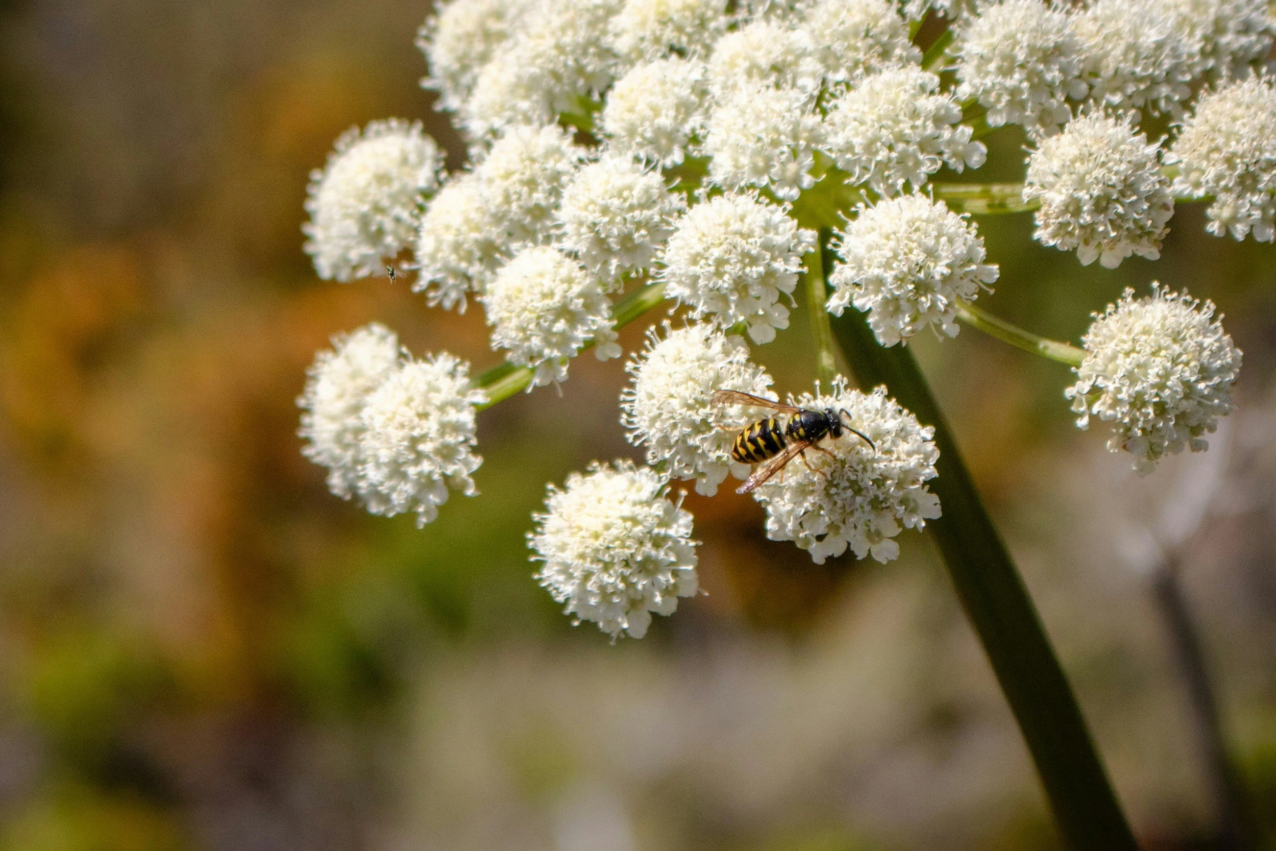 Dang gui (Angelica sinensis) flowering plant with a wasp on white blooms, a traditional Chinese herbal medicine.