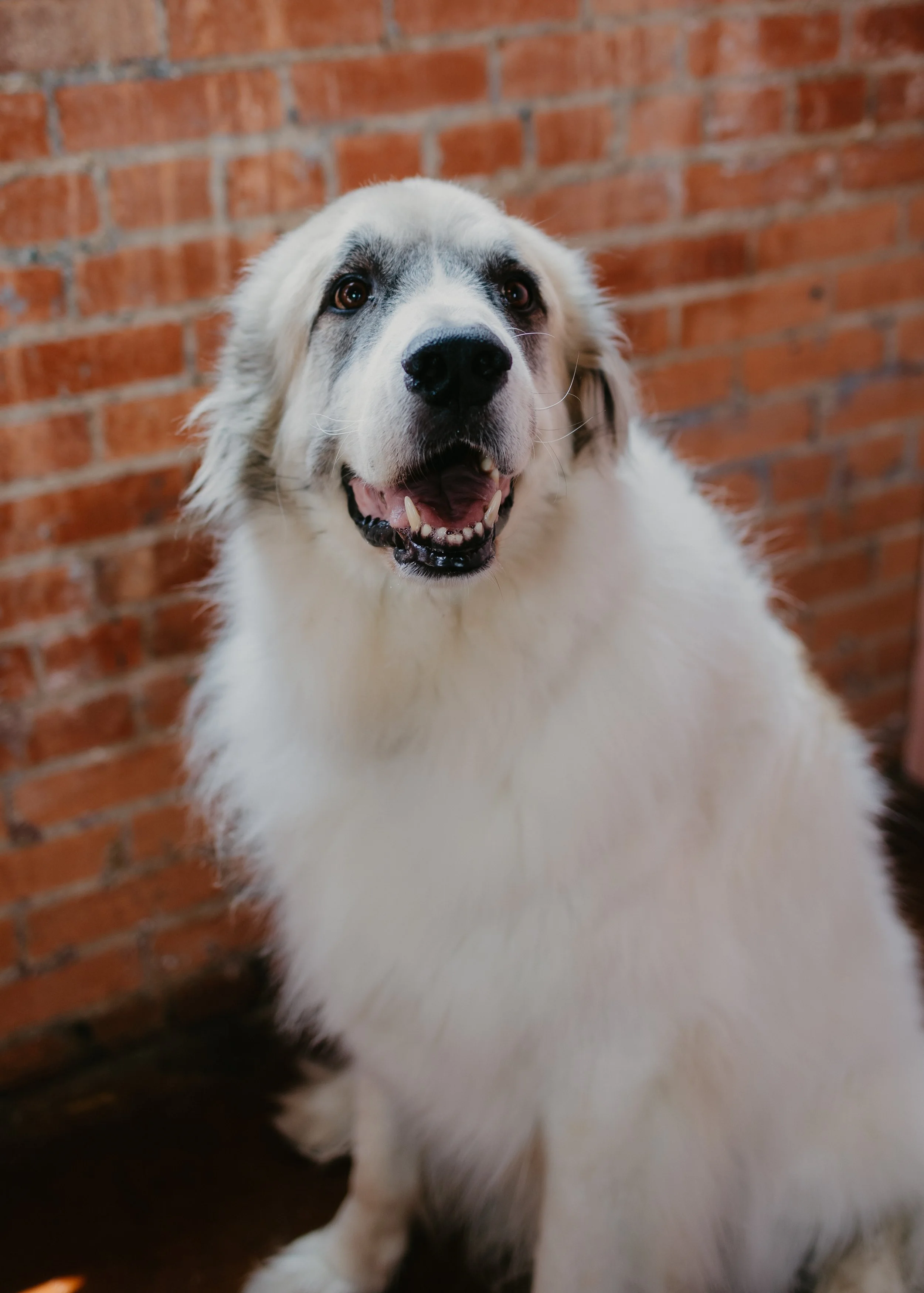A happy, fluffy white dog with black markings around its eyes and nose, sitting in front of a brick wall.