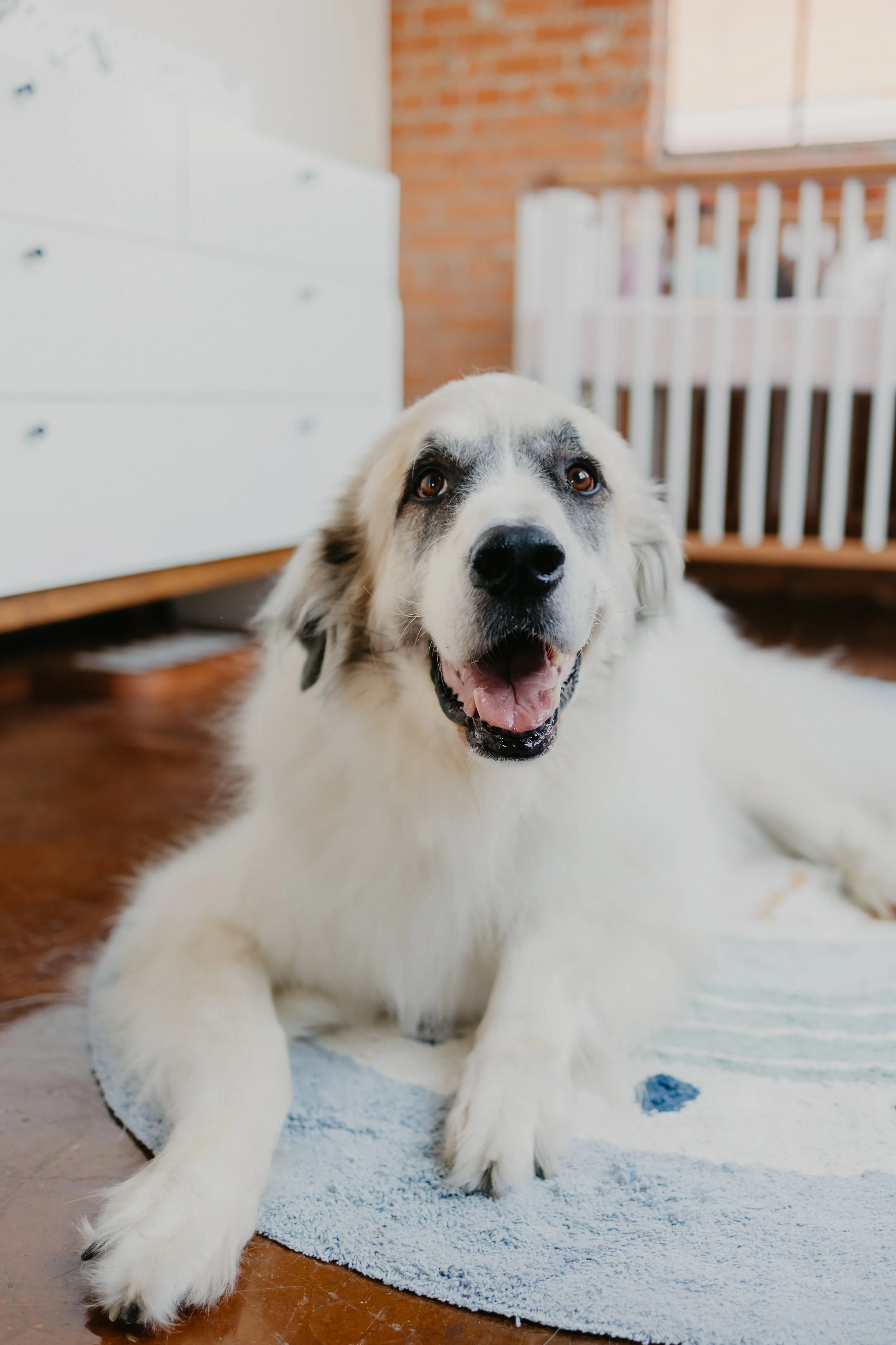 Paws and Pacifiers: Introducing Your Fur Baby to Your Newborn