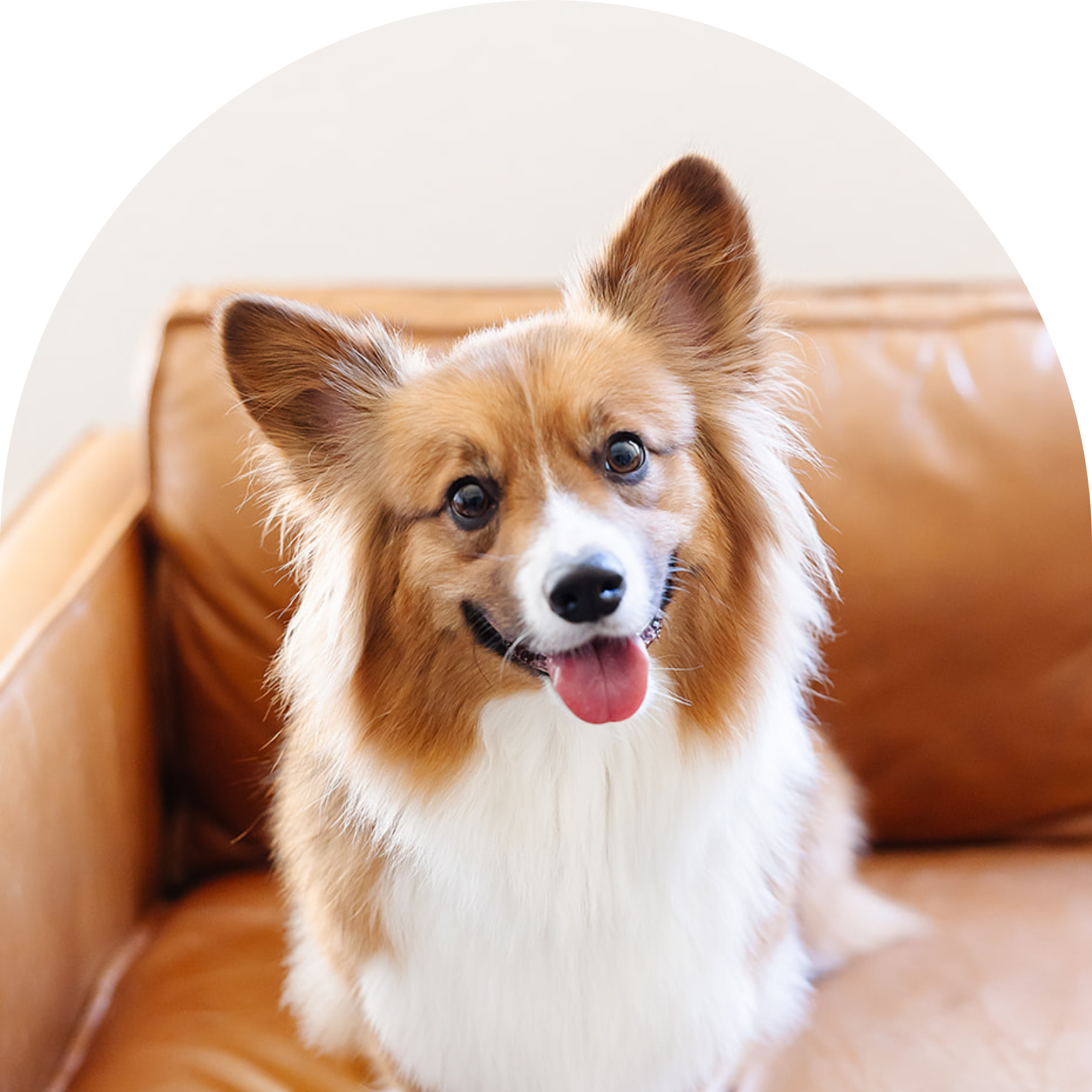 A happy shetland sheepdog with a tan and white coat sitting on a brown leather couch.