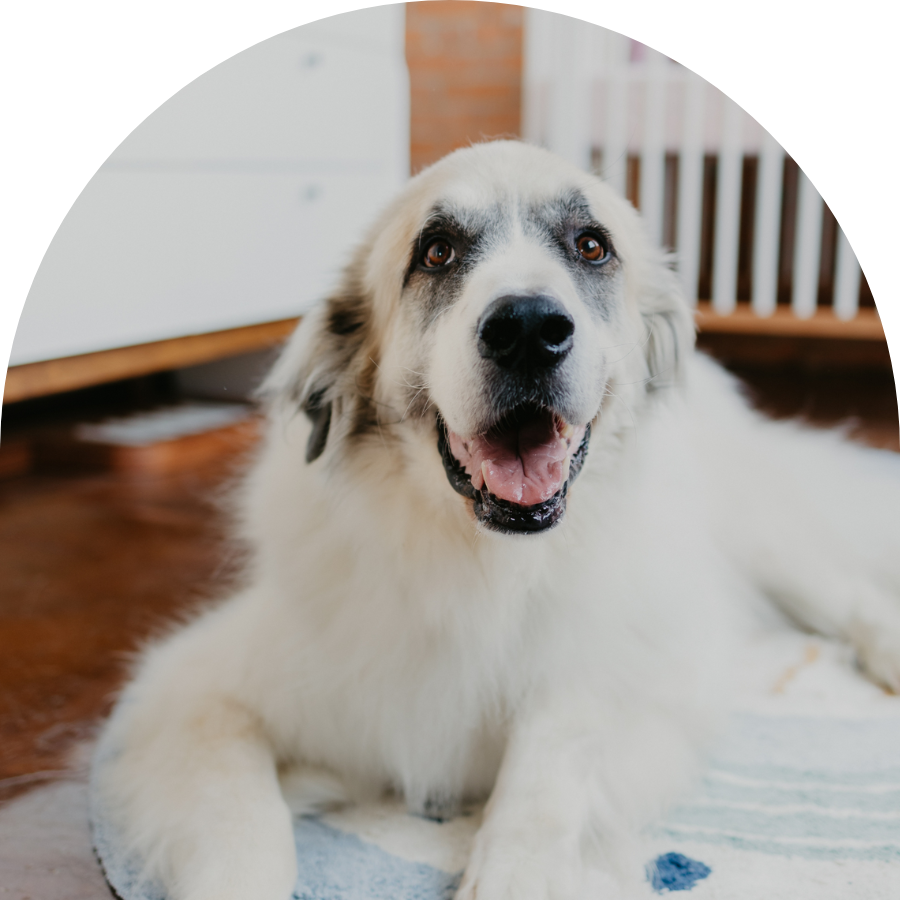 A happy white and black dog lying on a rug indoors