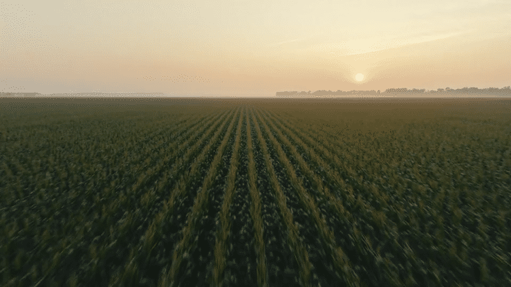 DEKALB & ASGROW | Success starts here