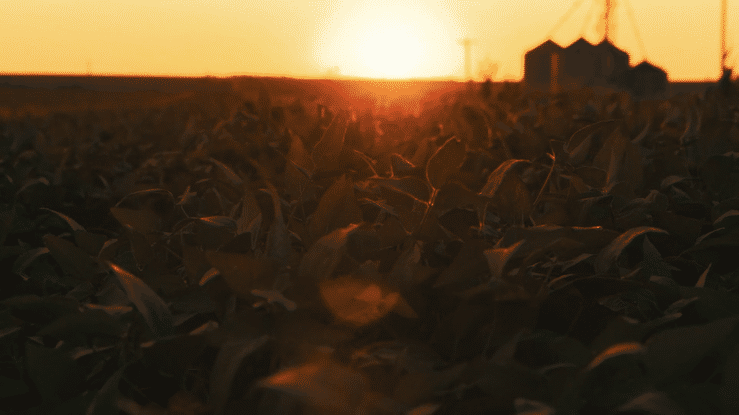 United soybean board | Checkoff