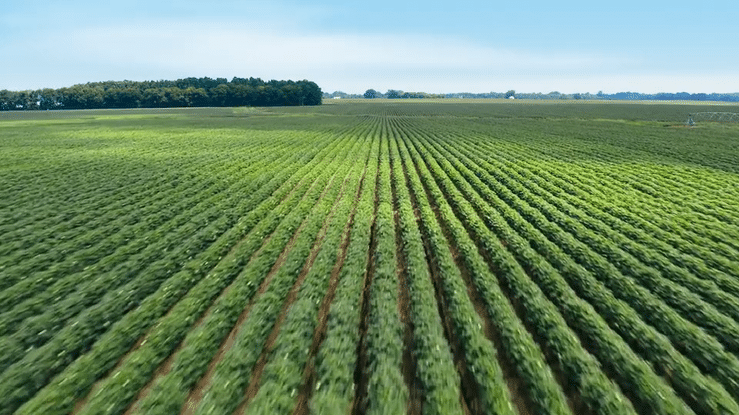 Deltapine | Yield robbers