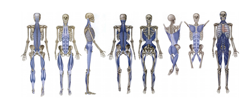 Anatomy trains and fascial slings