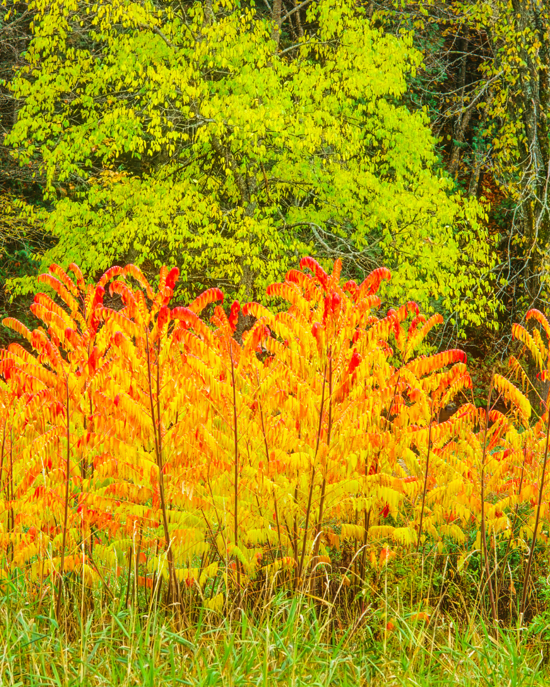 Why Autumn Is Such a Perfect Time for Grounding