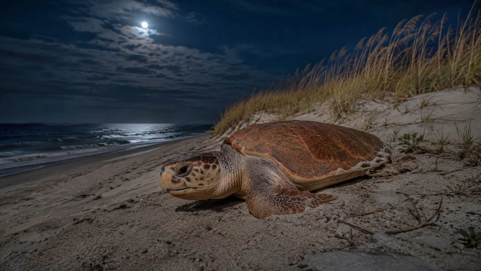 Loggerhead Sea Turtle Nesting Areas