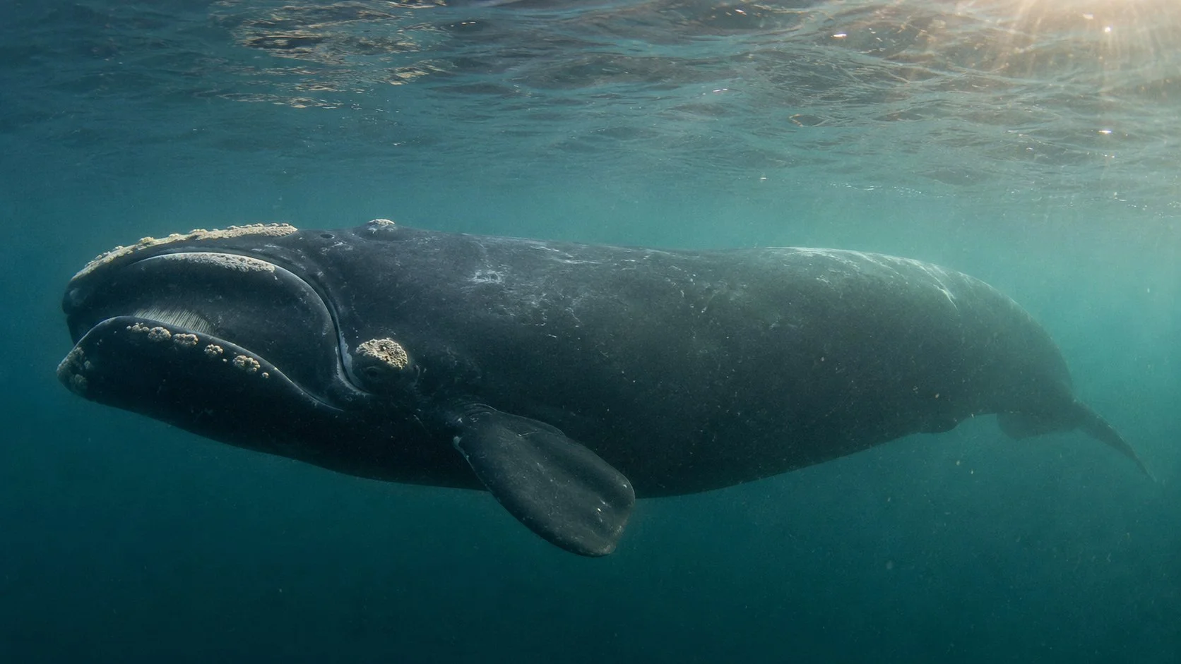 Atlantic Right Whale Underwater Georgia Coast Rena Johnson.jpg