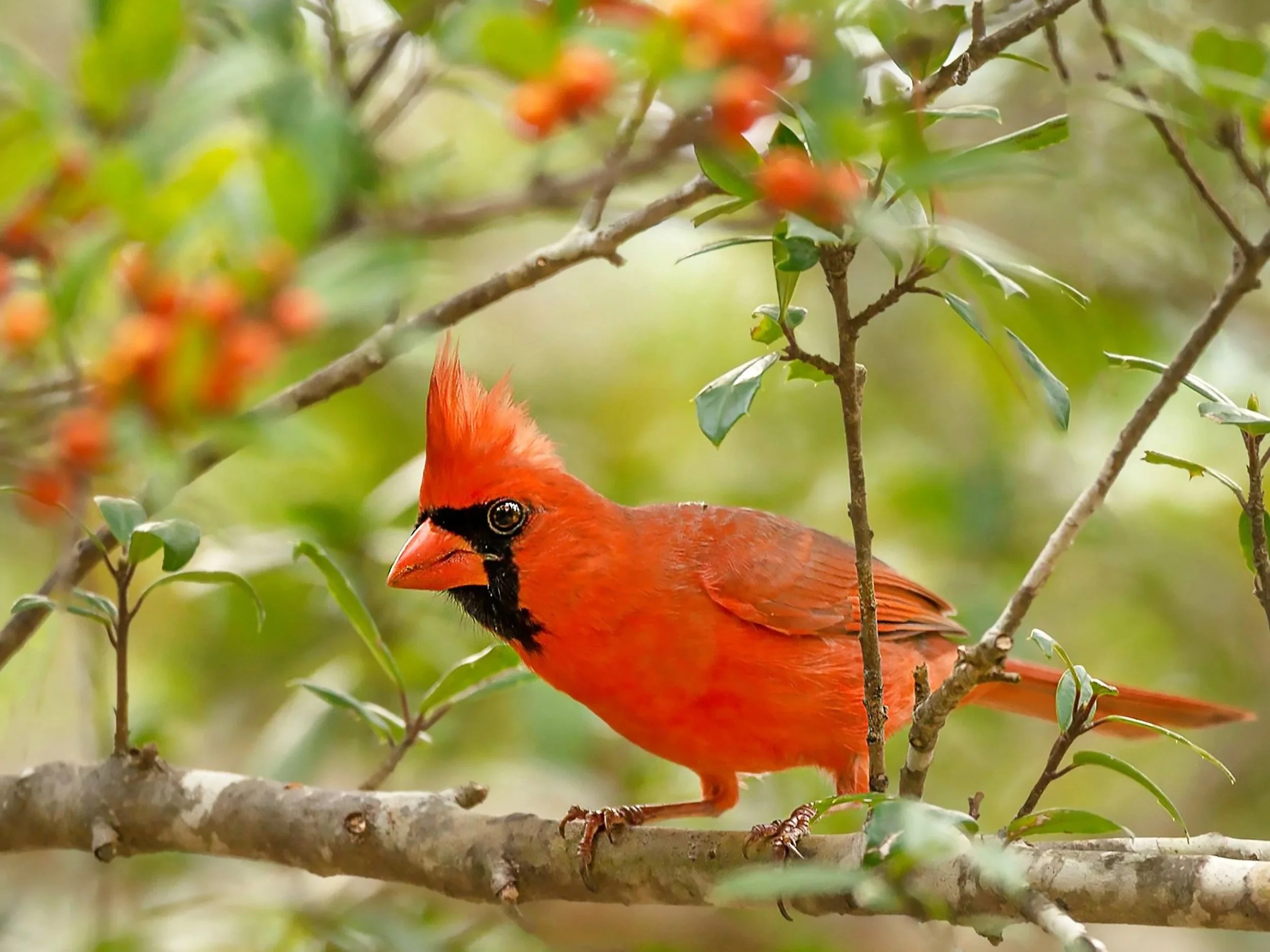 Whatcha Lookin' At?   - Download for Commercial Use License - Use Credit where possible