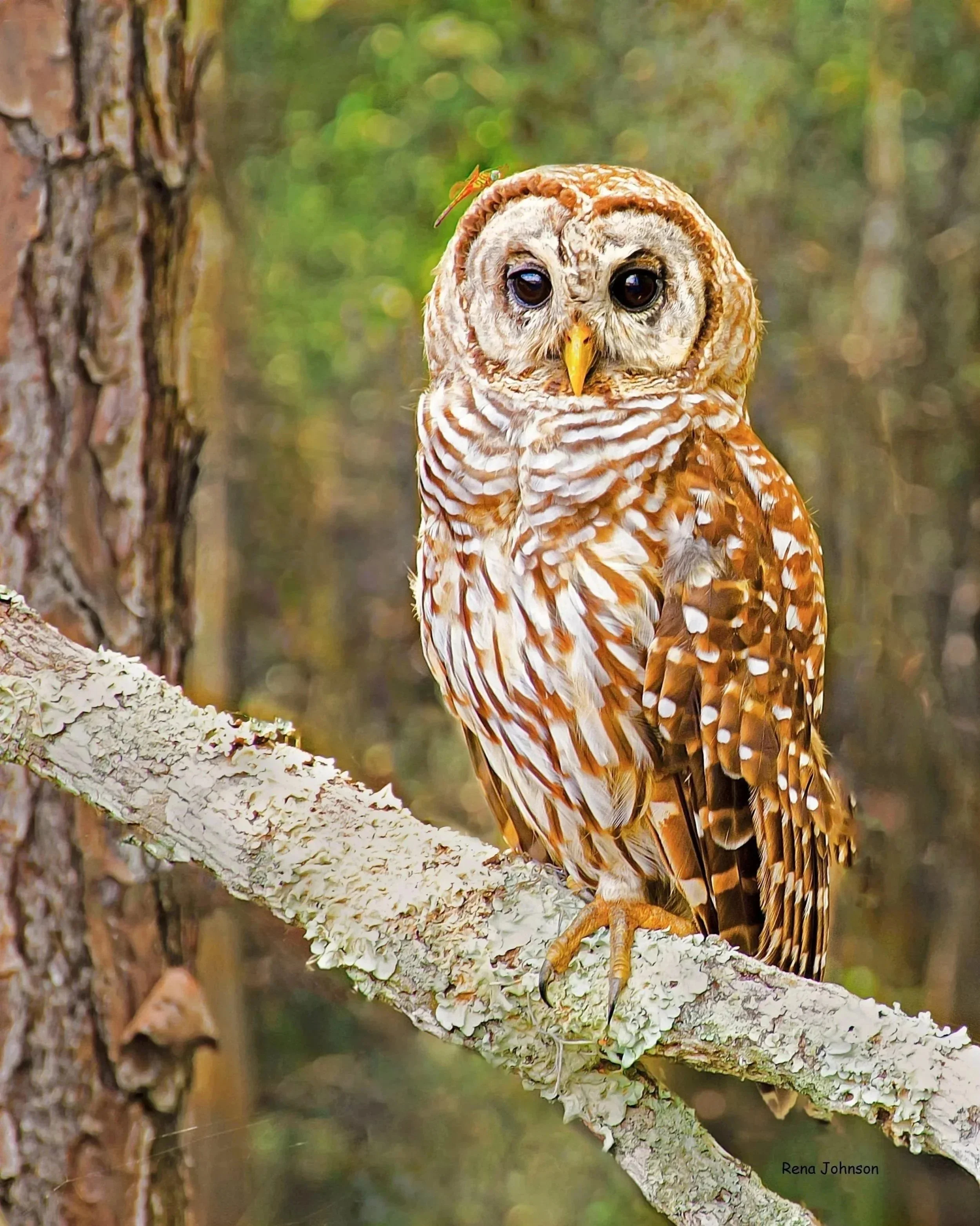 Winged Buddies  - Download for Commercial Use License - Use Credit where possible