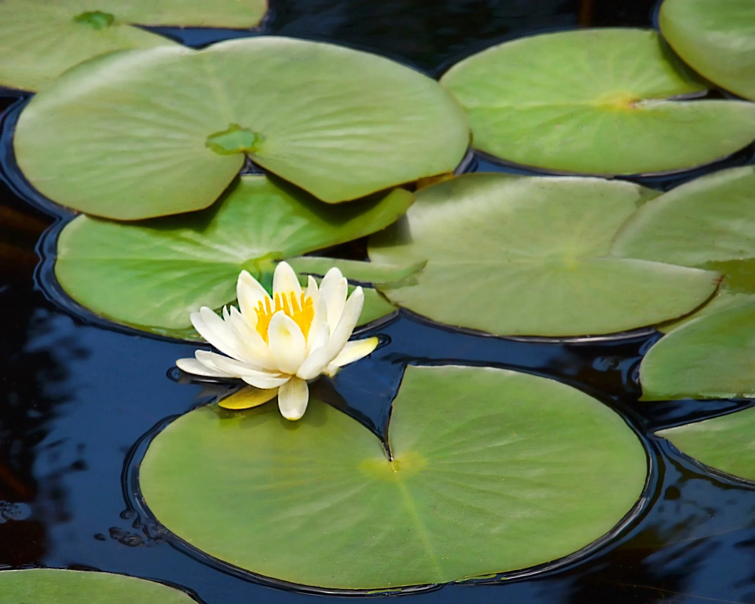 Lily Pads in the Oke  - Download for Commercial Use License - Use Credit where possible