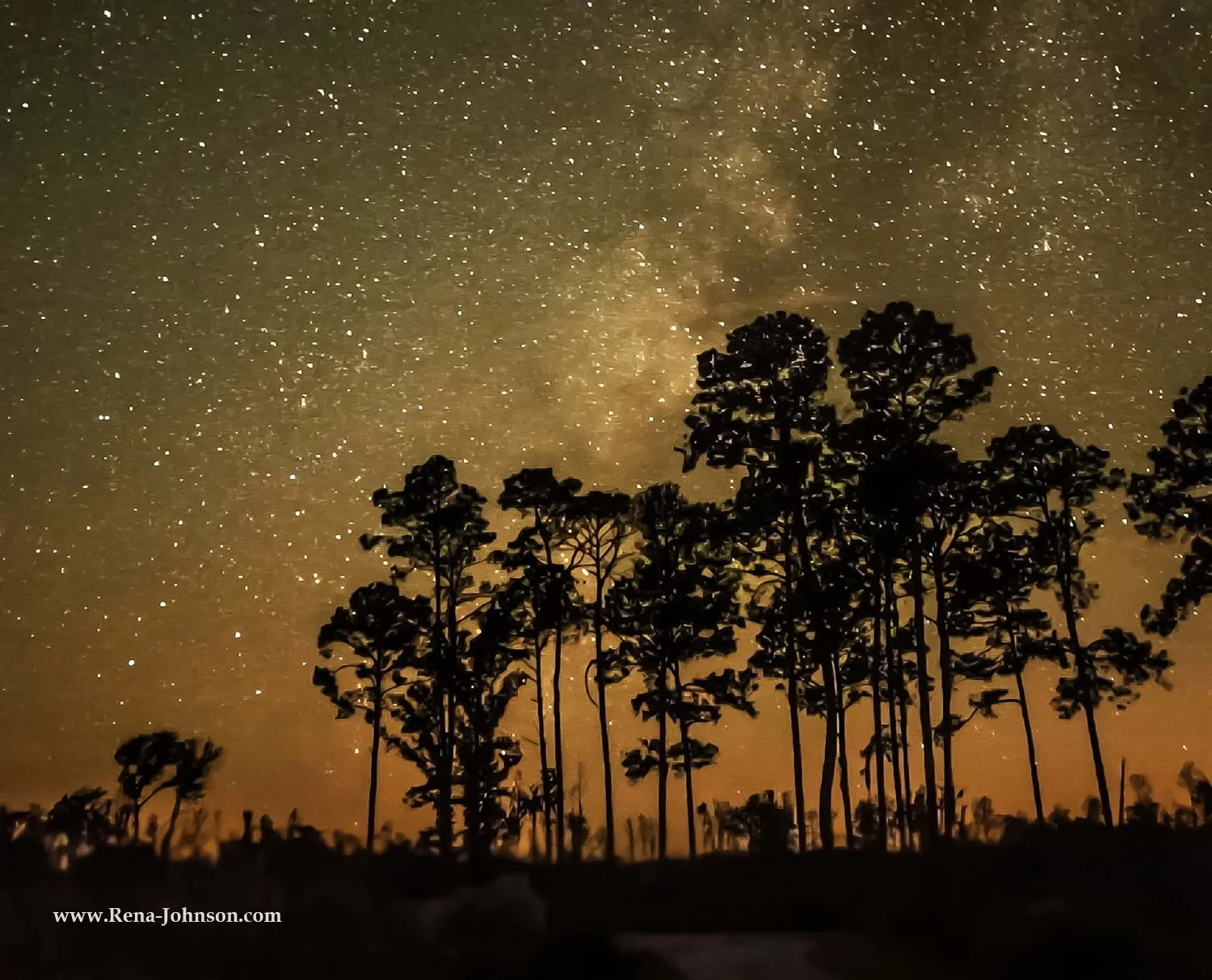 Night Sky over the Okefenokee