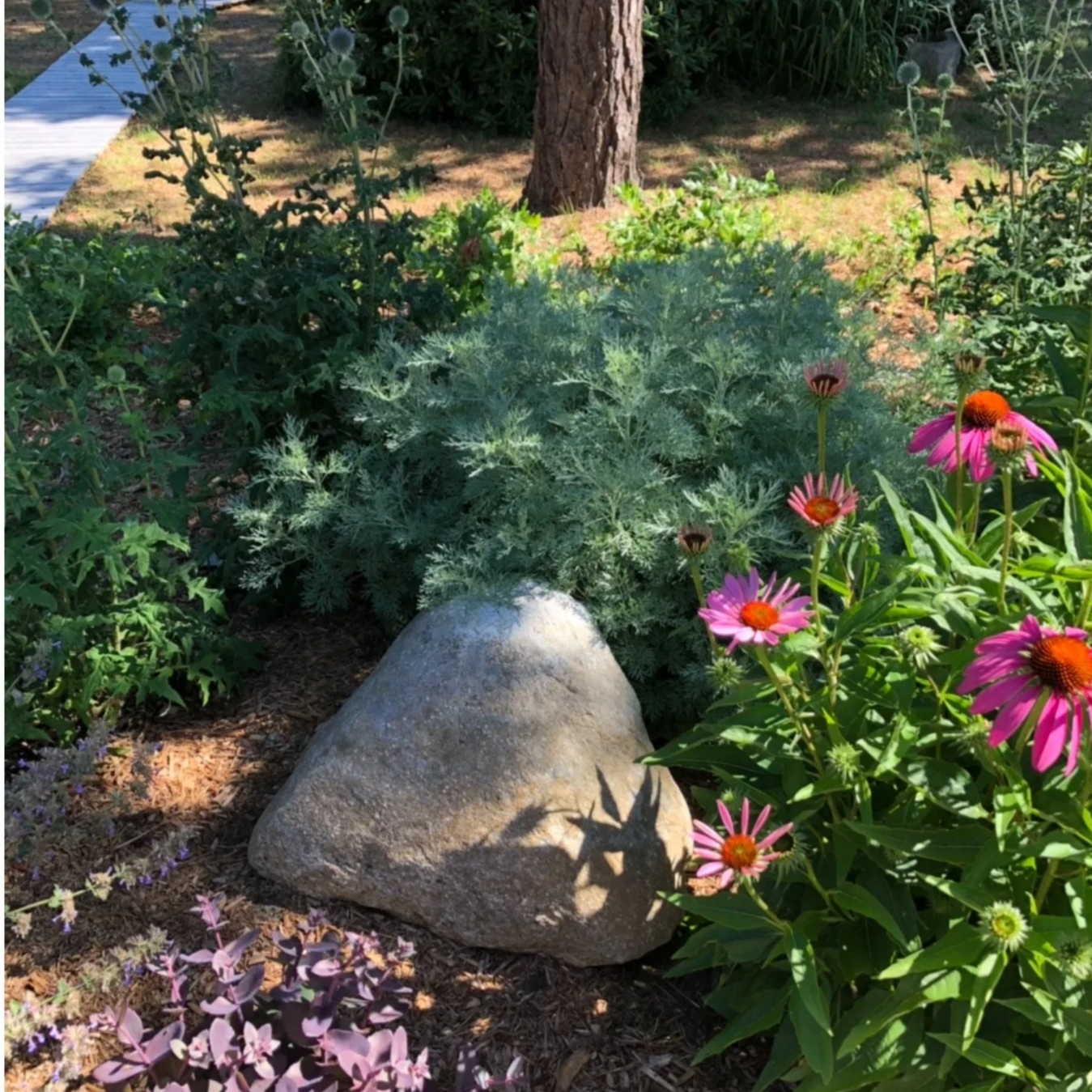 A garden scene with a large rock in the foreground, surrounded by blooming pink and orange flowers, green plants, and a tree trunk in the background.