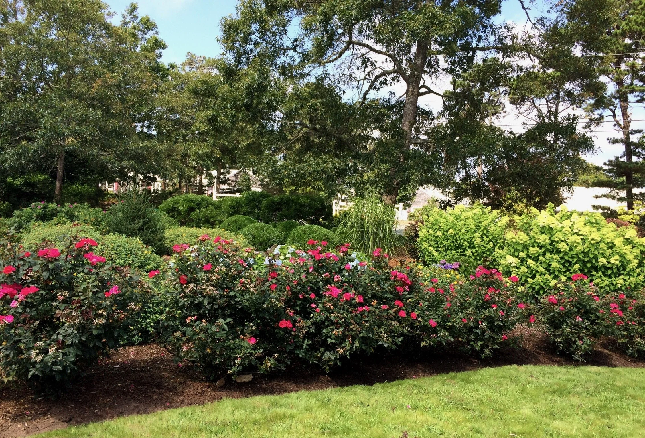 A lush garden with pink and white flowering bushes, green shrubs, and tall trees under a clear sky.