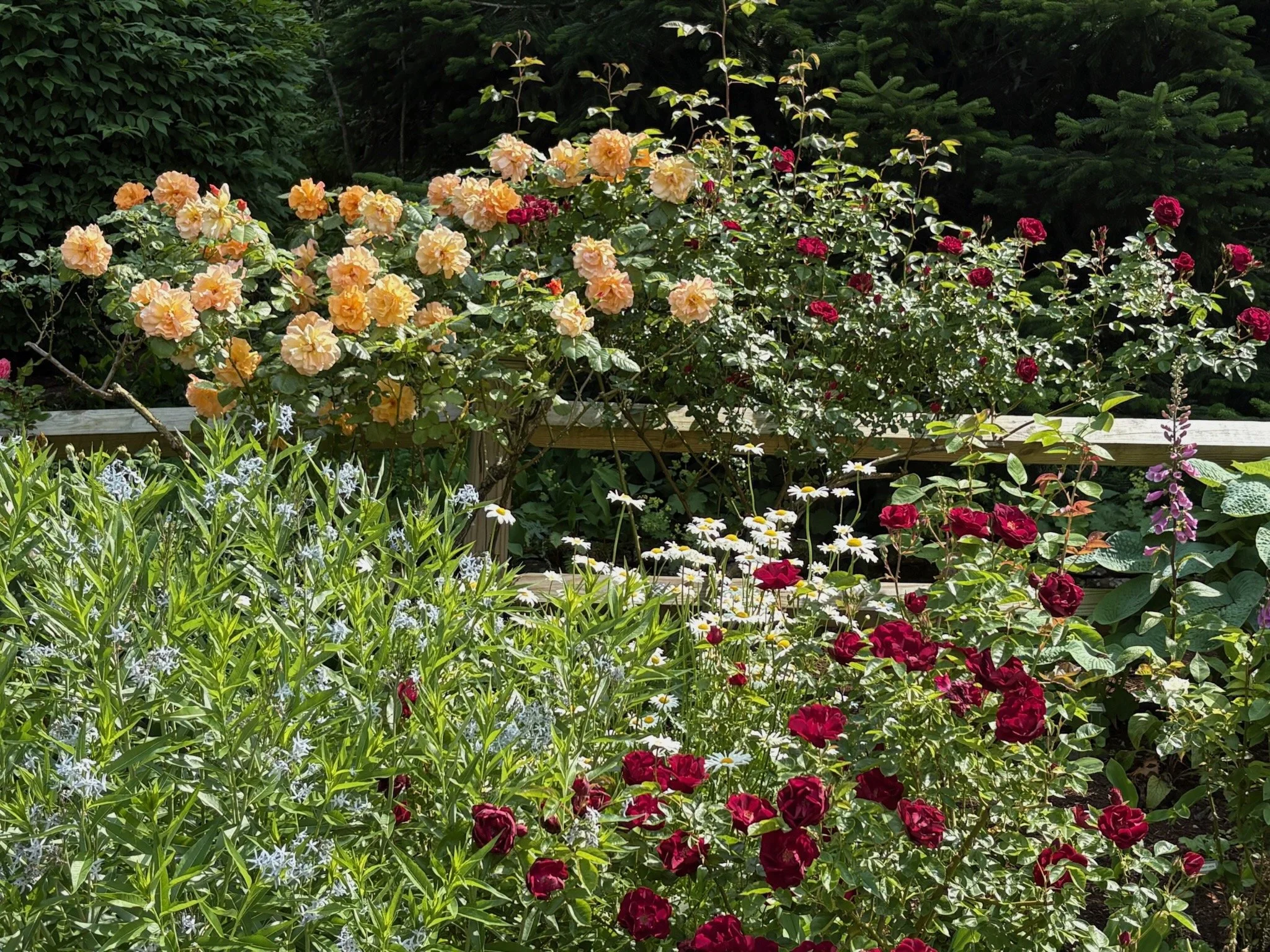 A garden with various flowering plants, including peach-colored roses, red roses, white daisies, and small purple flowers, surrounded by green foliage and trees in the background.
