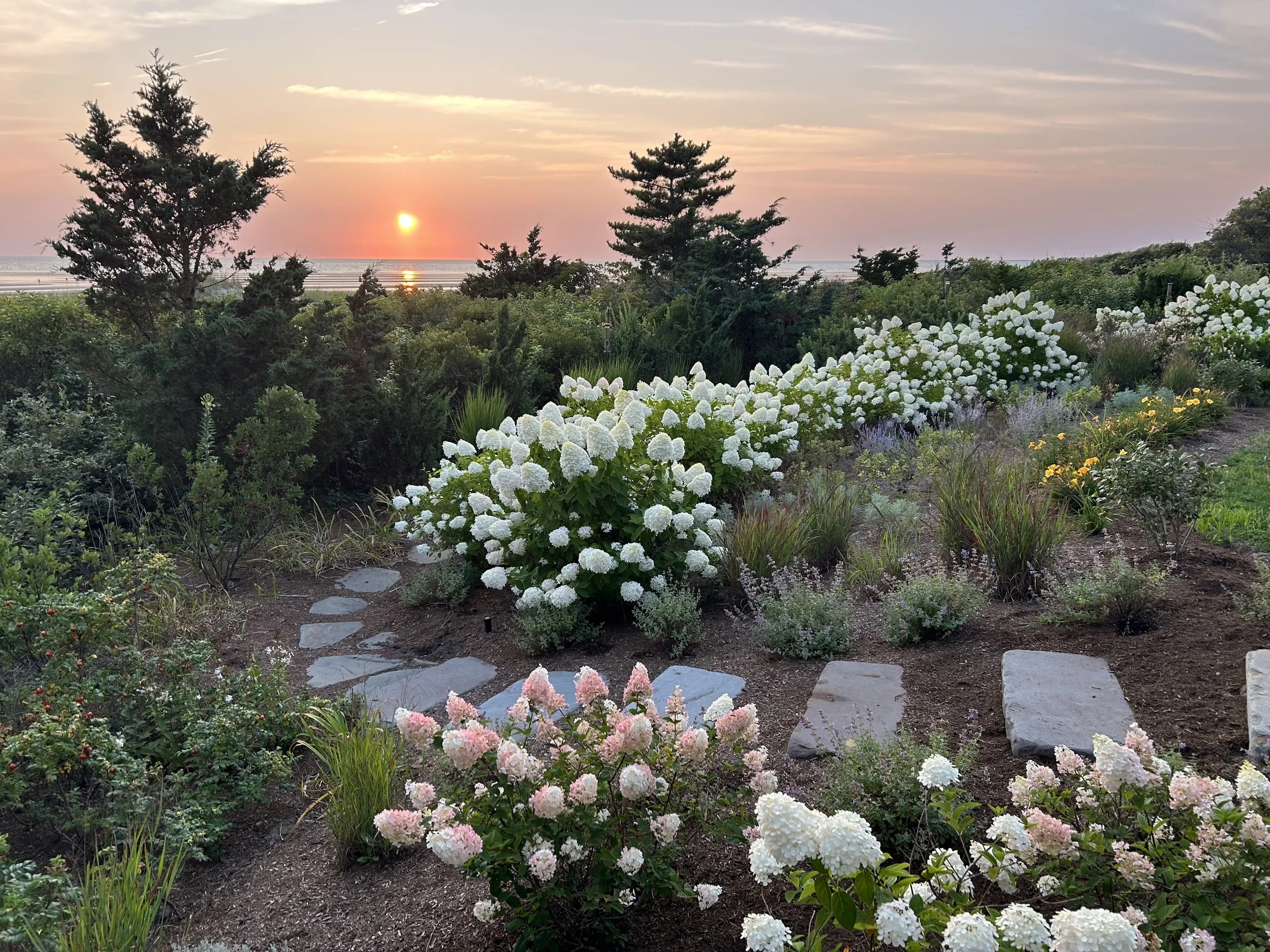 A scenic garden at sunset with white and pink hydrangeas, a stone pathway, trees, and a view of the ocean in the distance.