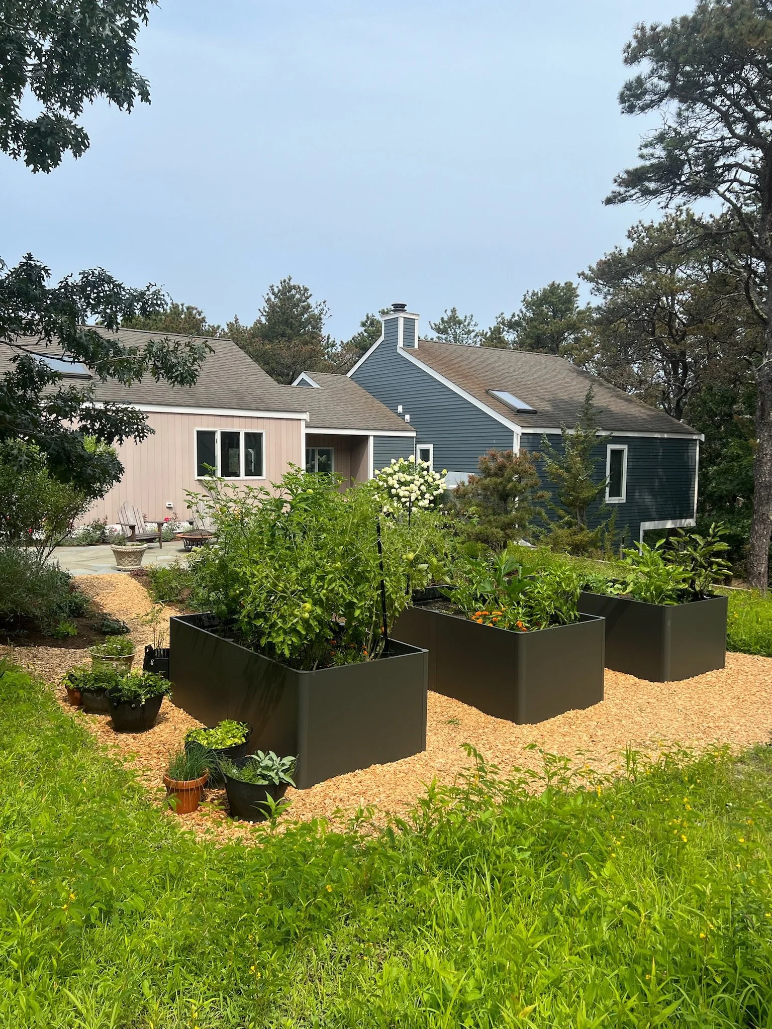 A backyard with three large black planter boxes filled with green plants, some flowering, arranged on a gravel surface near a house with blue and pink siding, surrounded by trees and greenery.