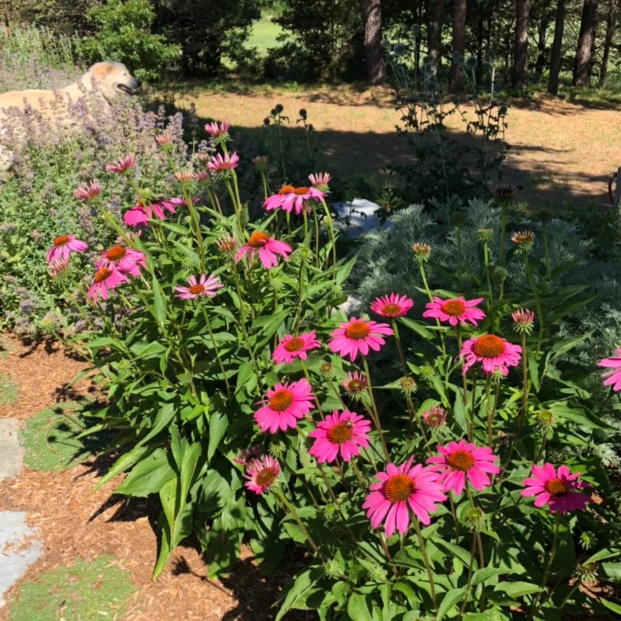 Bright pink coneflowers in a garden with green foliage, a garden dog statue, and a background of trees and grass on a sunny day.