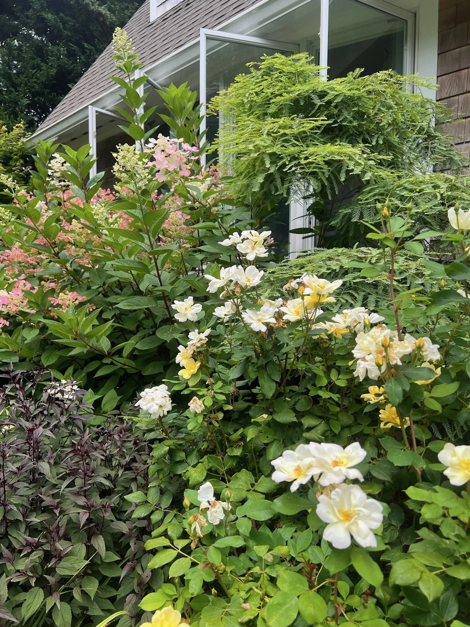 A garden with lush green plants and blooming flowers, including white and yellow roses, in front of a house with a window.
