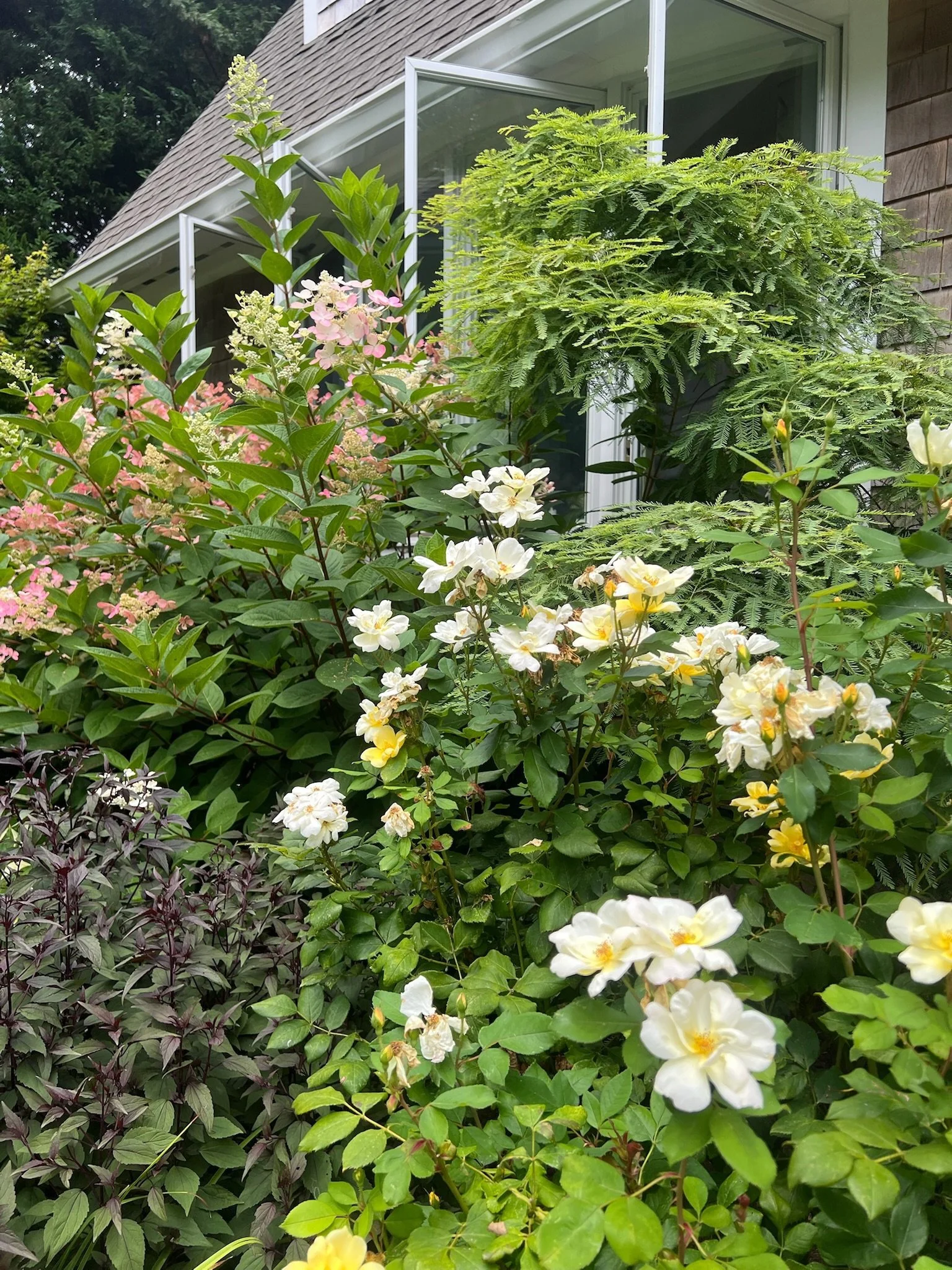 Flowering bushes outside a house, with pink, white, and yellow flowers and green leaves, near a window with an open window, and a brown shingled exterior wall.