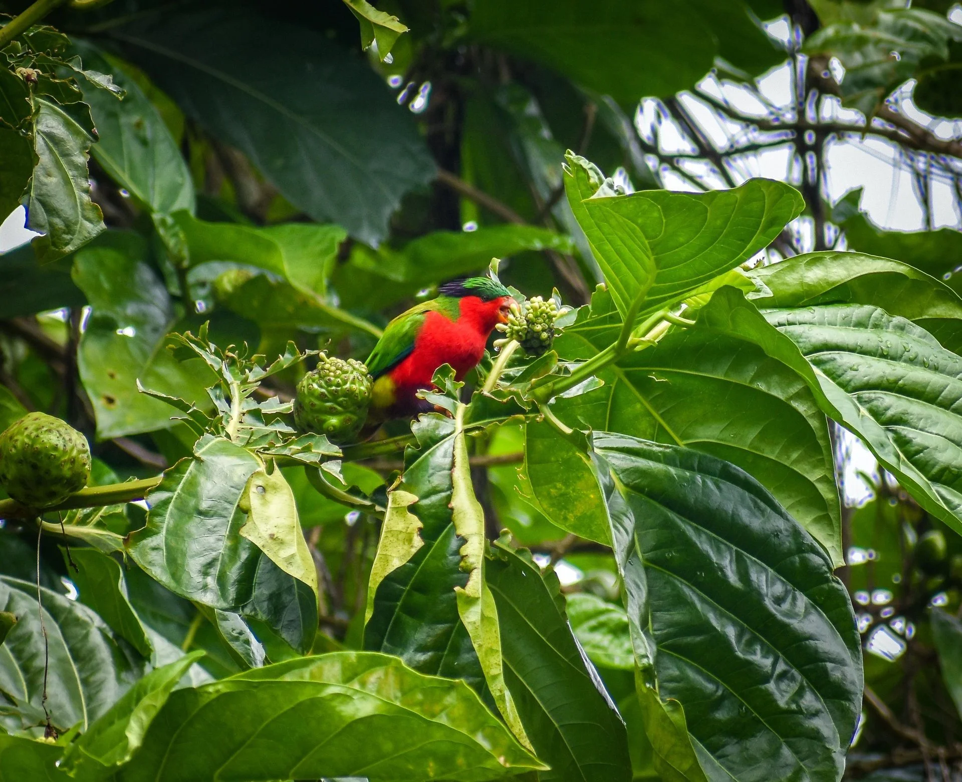 Atiu - Bird -large.jpg