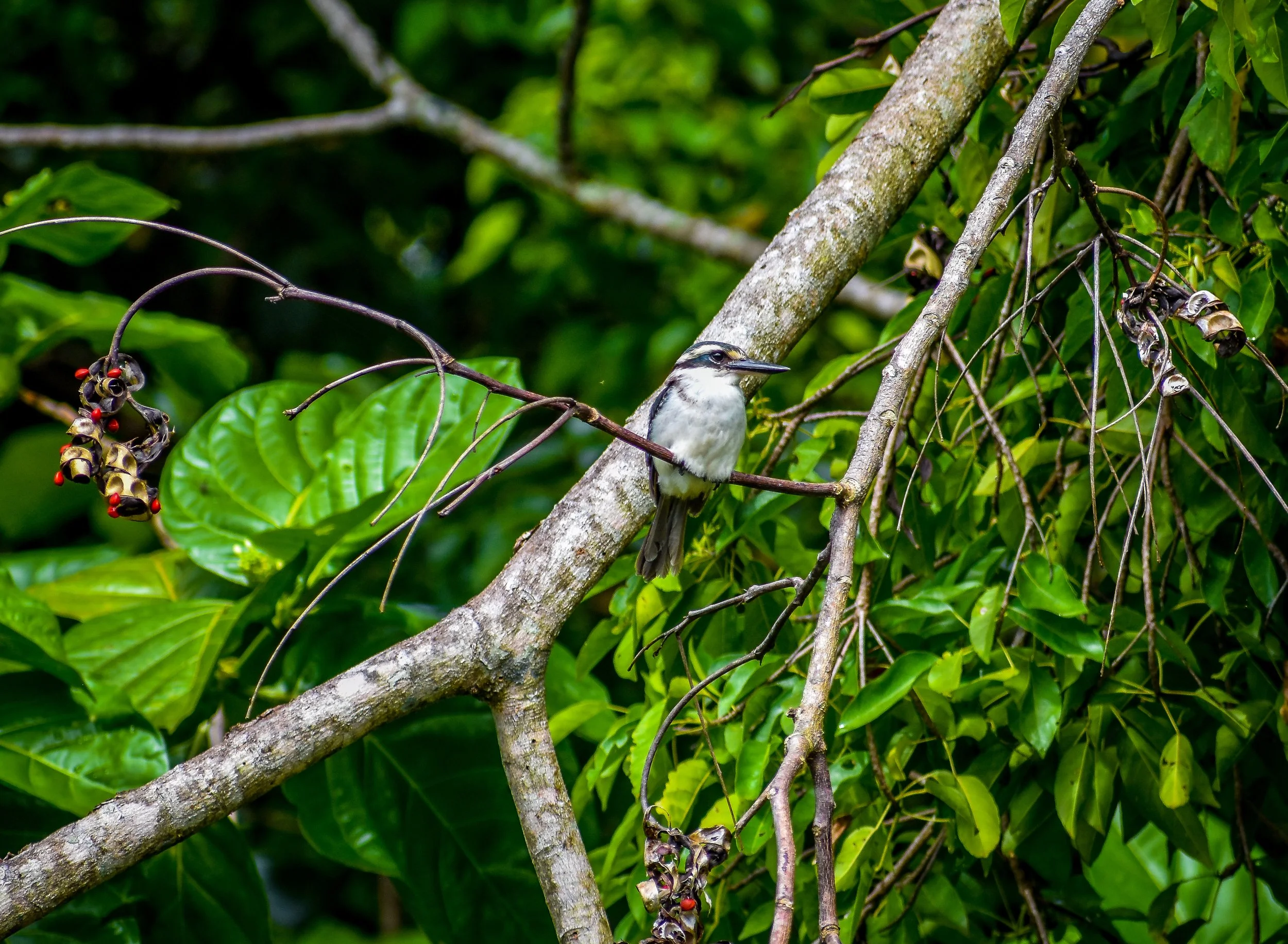 Atiu - Kingfisher.jpg