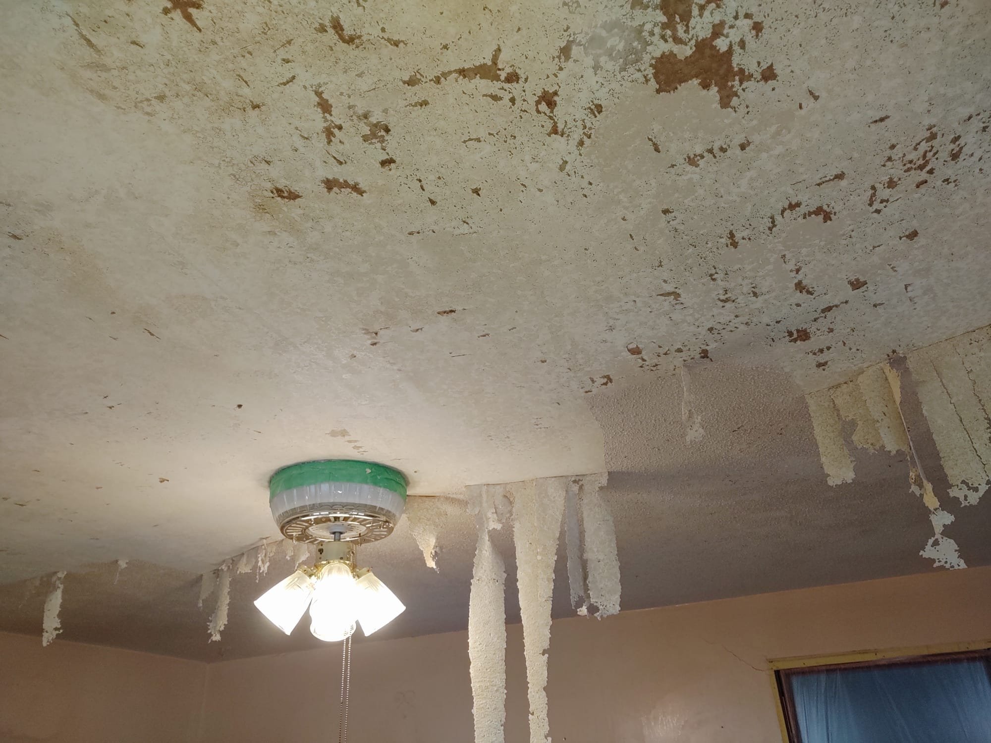 Ceiling with peeling paint and water damage, hanging drywall or plaster strips, ceiling fan with three lights and a green protective cover.