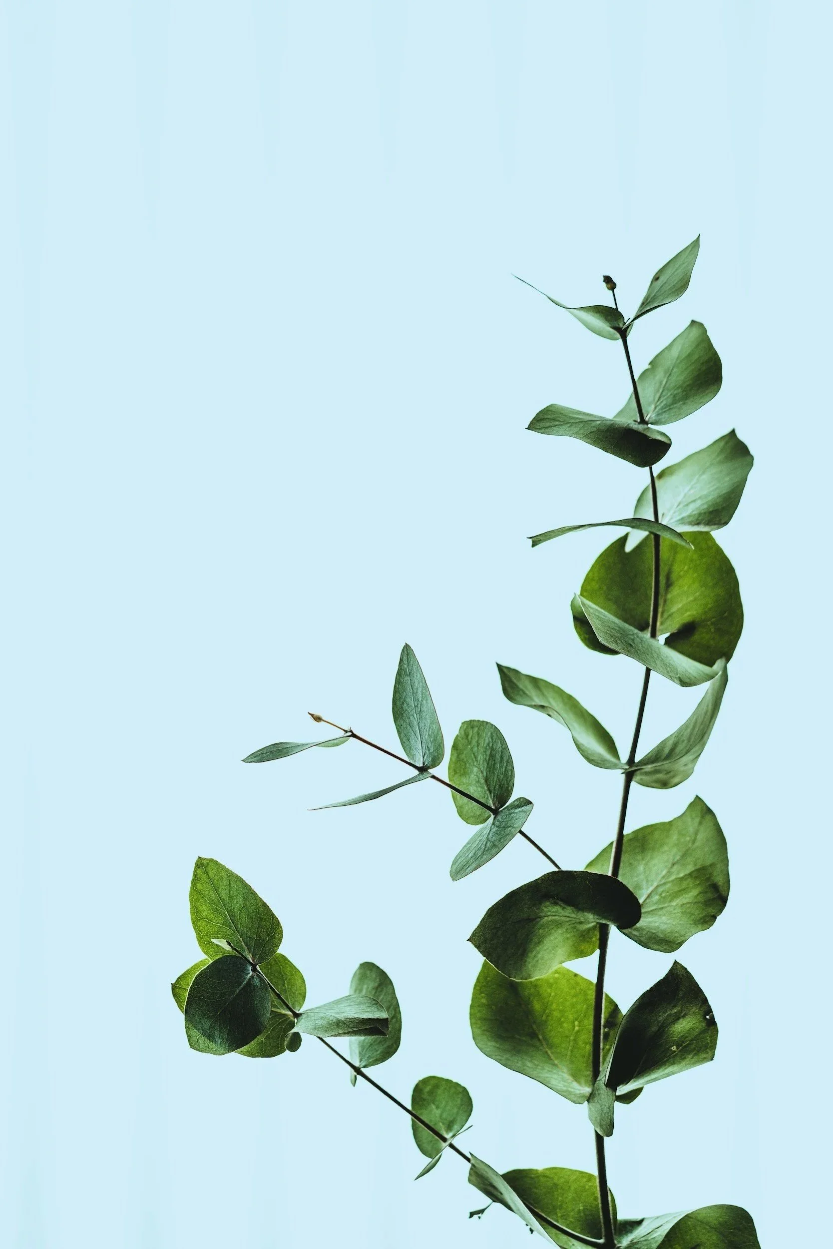 blue background with eucalyptus