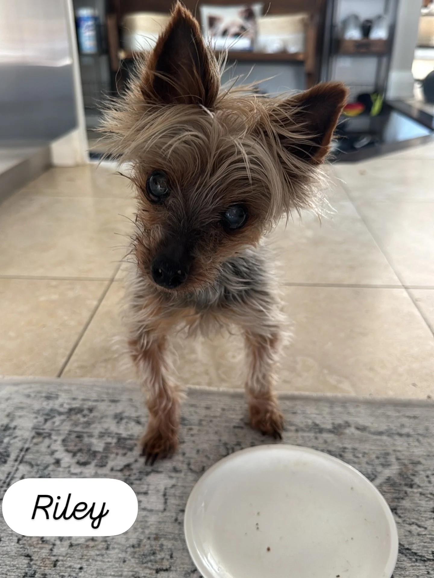 @wendyscanada Wendy&rsquo;s meet Riley Riley is my little guy 16+ years old and earlier this year he stopped eating one day someone gave him a little bite of a burger and every day since then he has had a double burger. This is what he&rsquo;s keepin