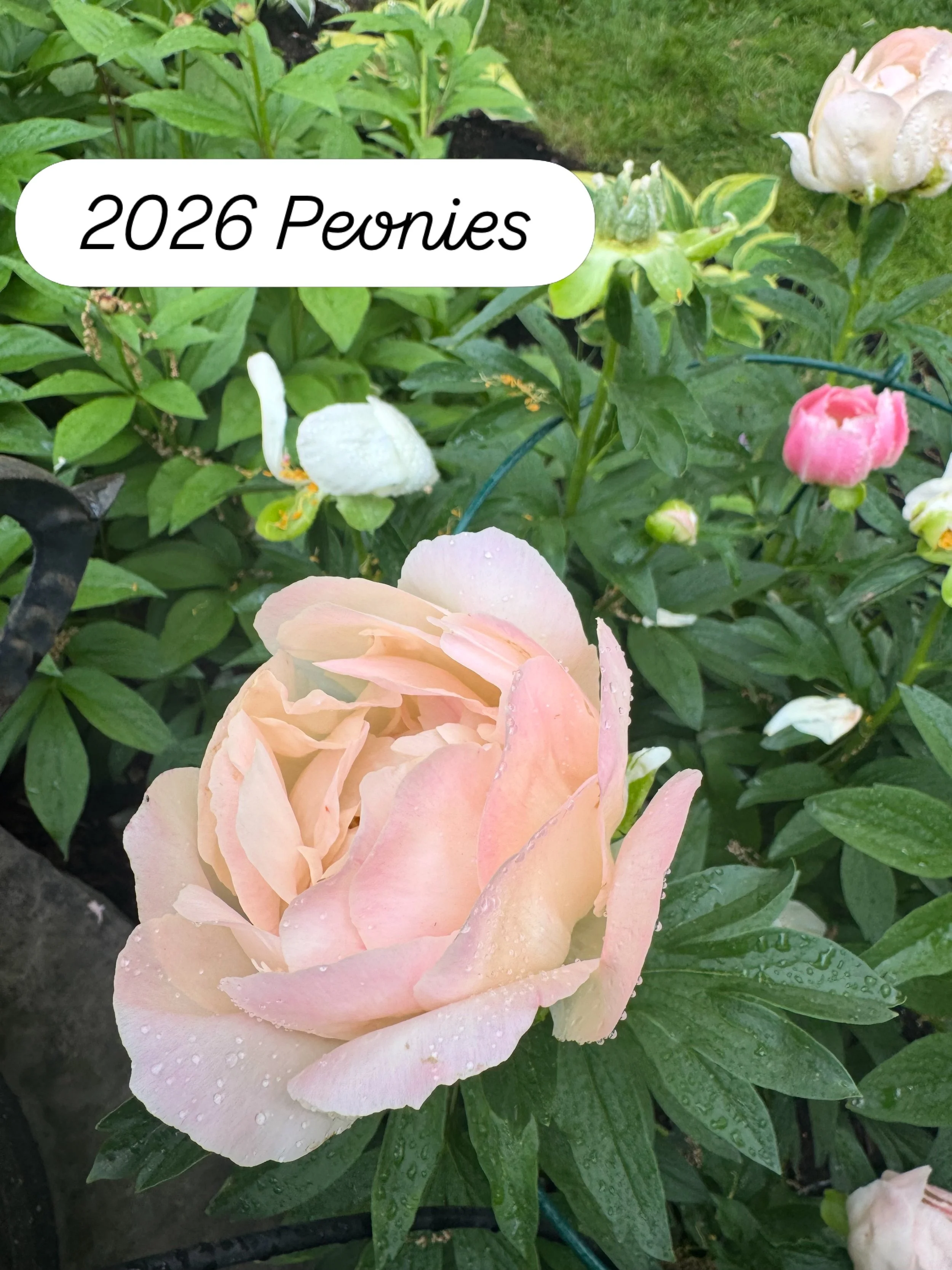 My peonies are blooming away. The scent is amazing. It also rained lightly. #peony #love ##mygarden
