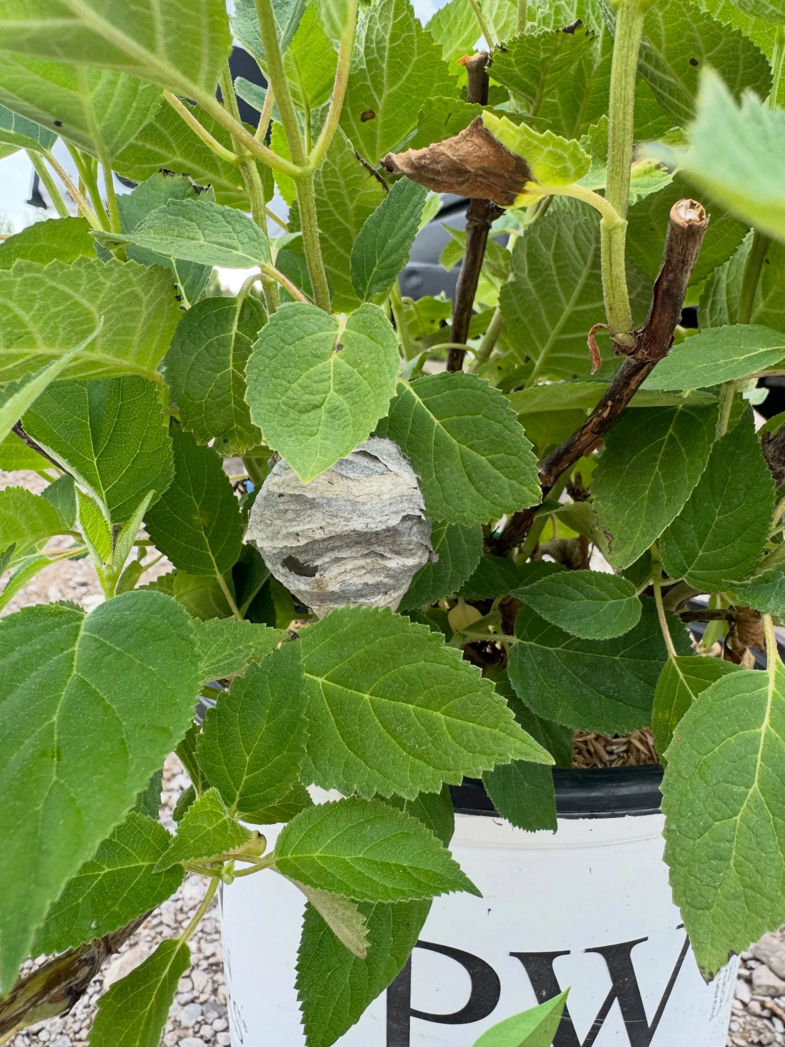Picking up plants and a few friends #nest #wasp #stay here @nvknurseries