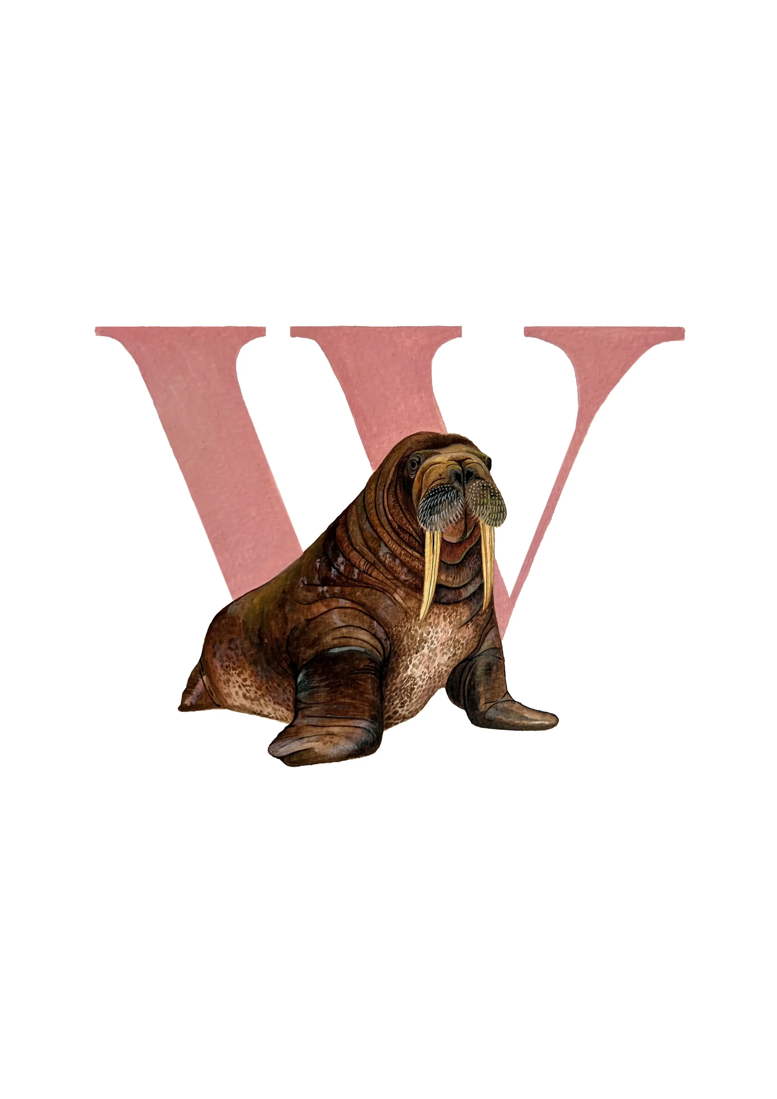 A3 WALRUS copy 2.webp