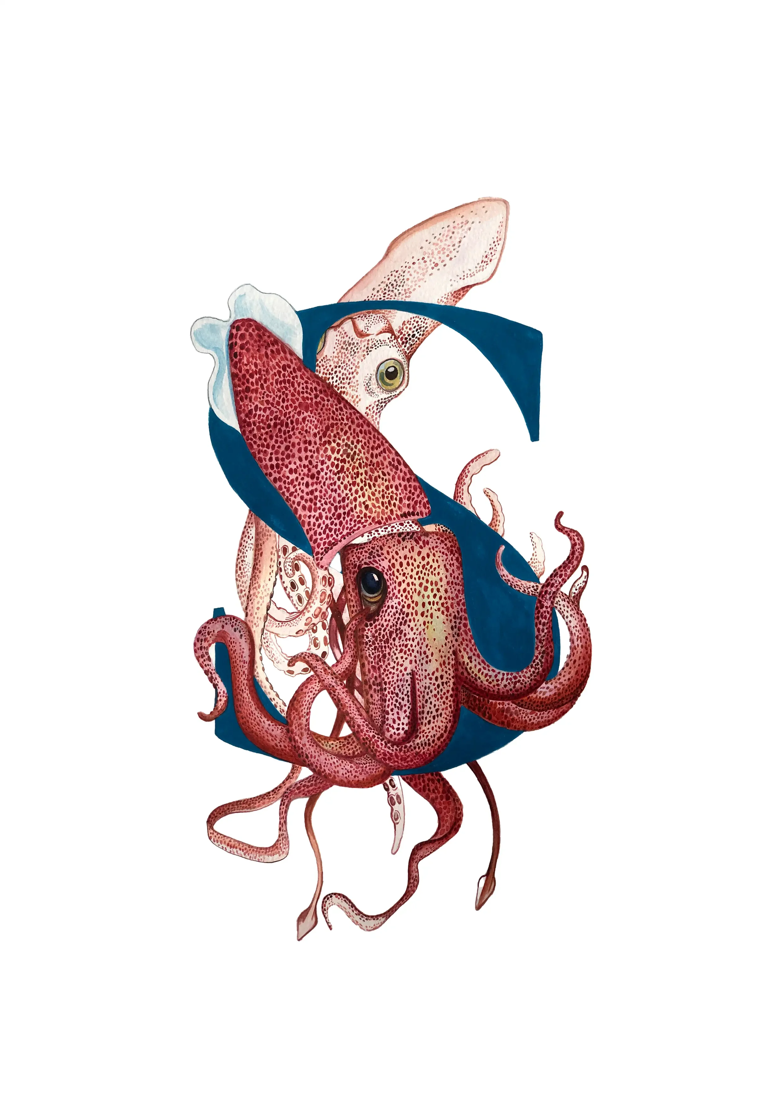 A3 SQUID copy 2.webp