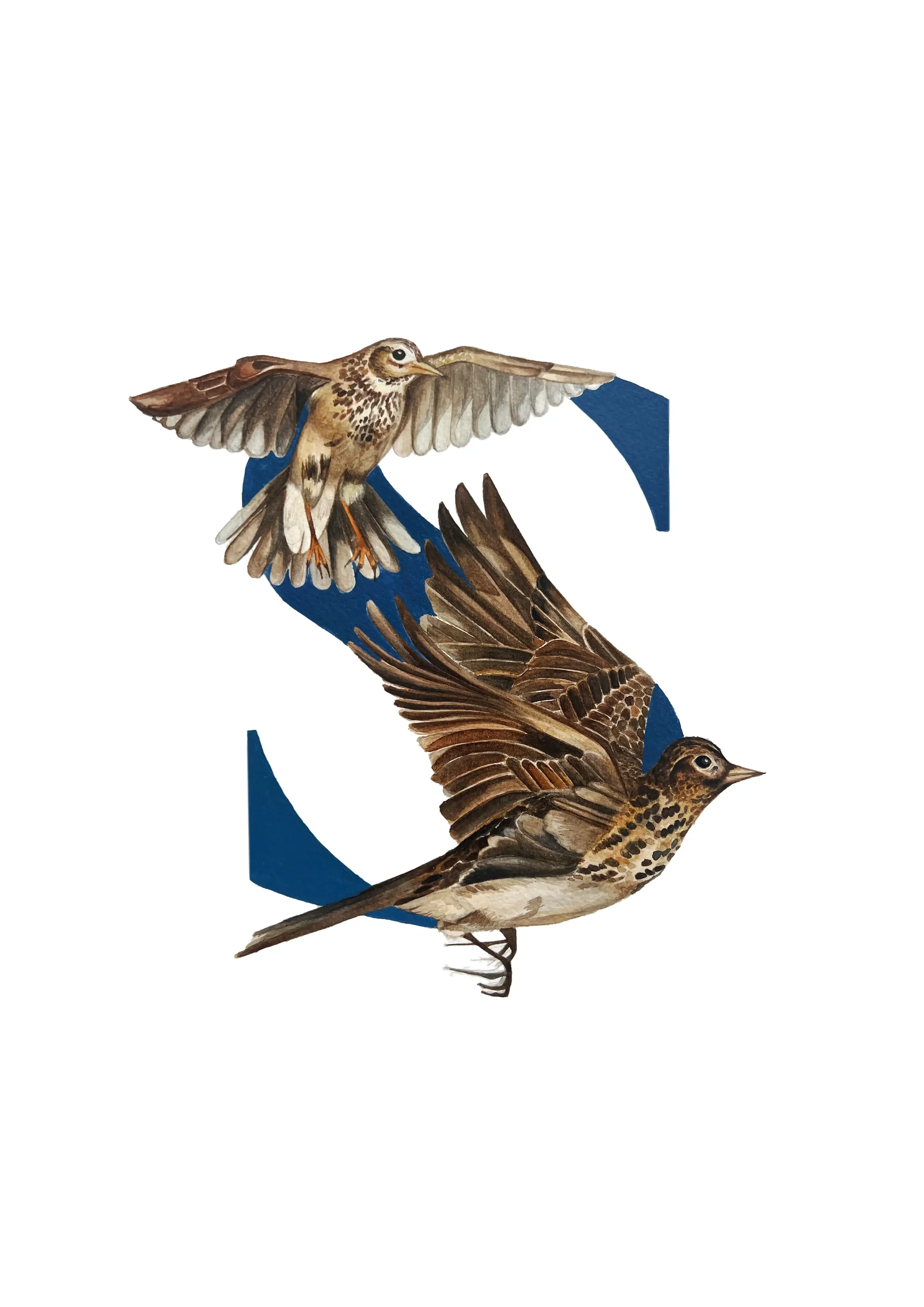 A3 STARLING copy 2.webp