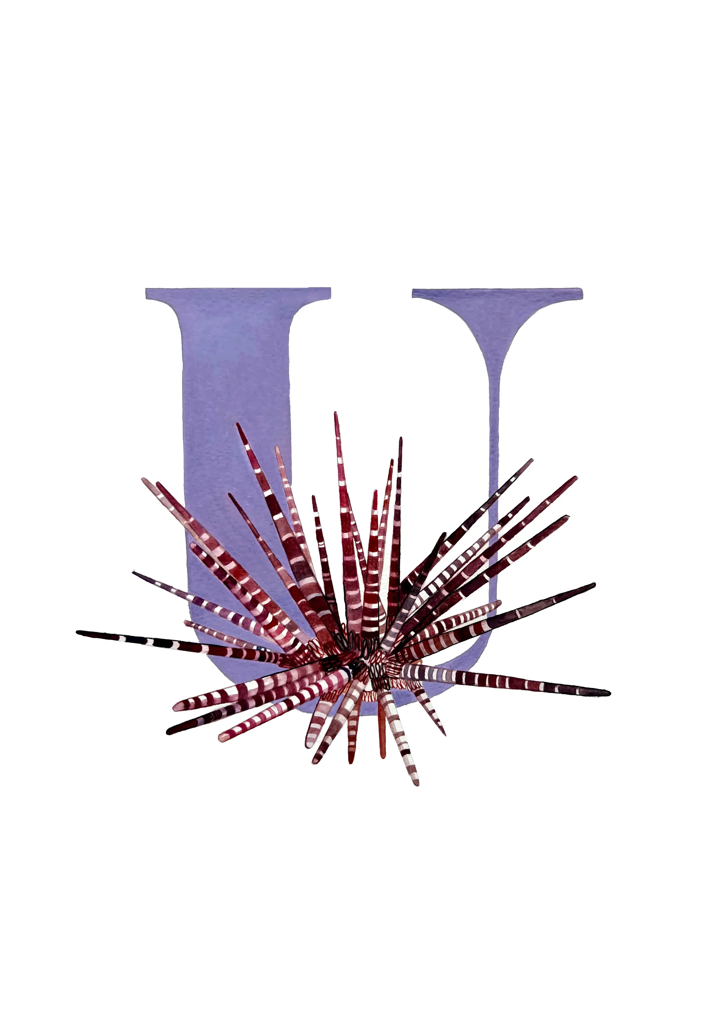 A3 urchin copy 2.webp