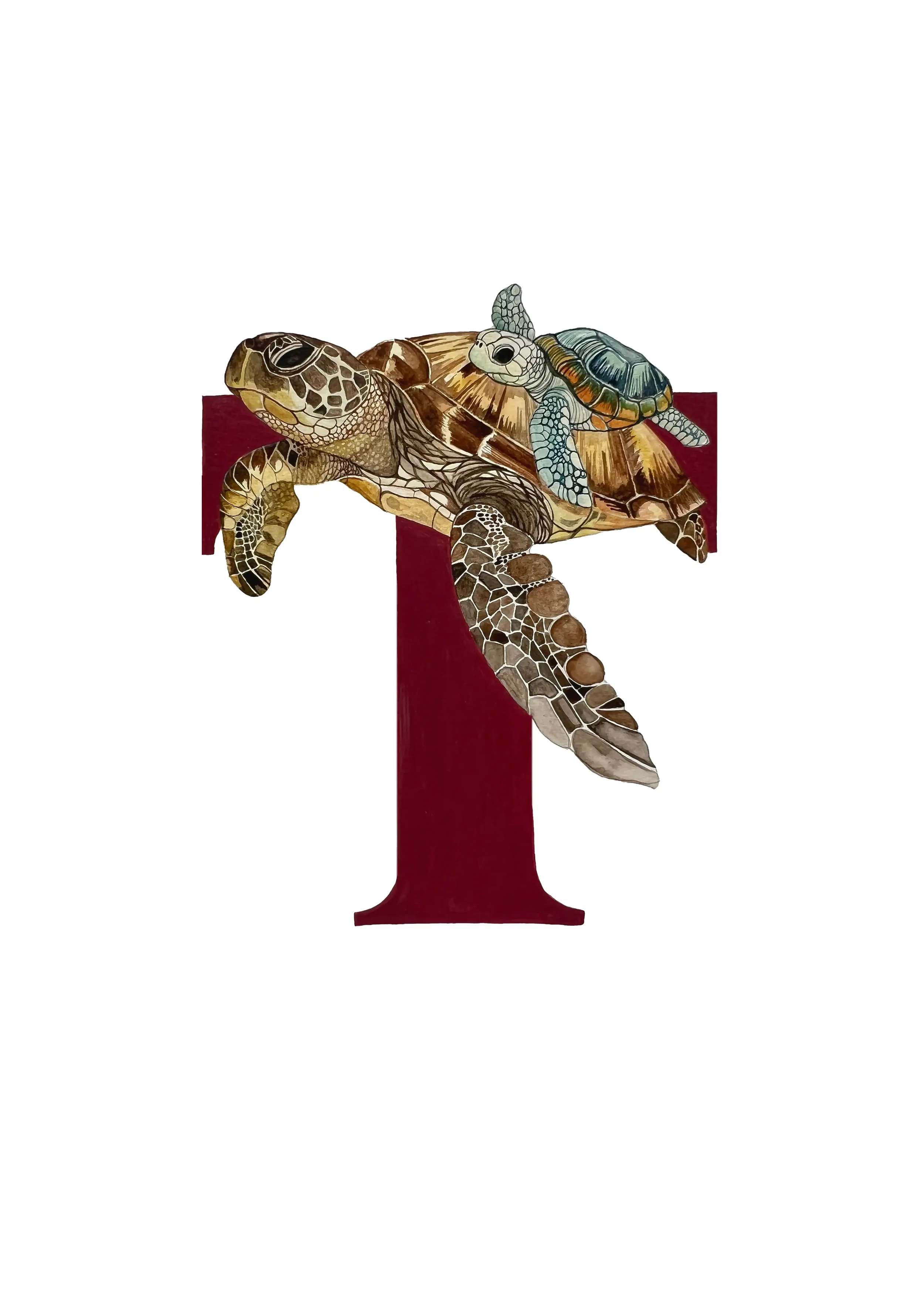 A3 TURTLE copy 2.webp