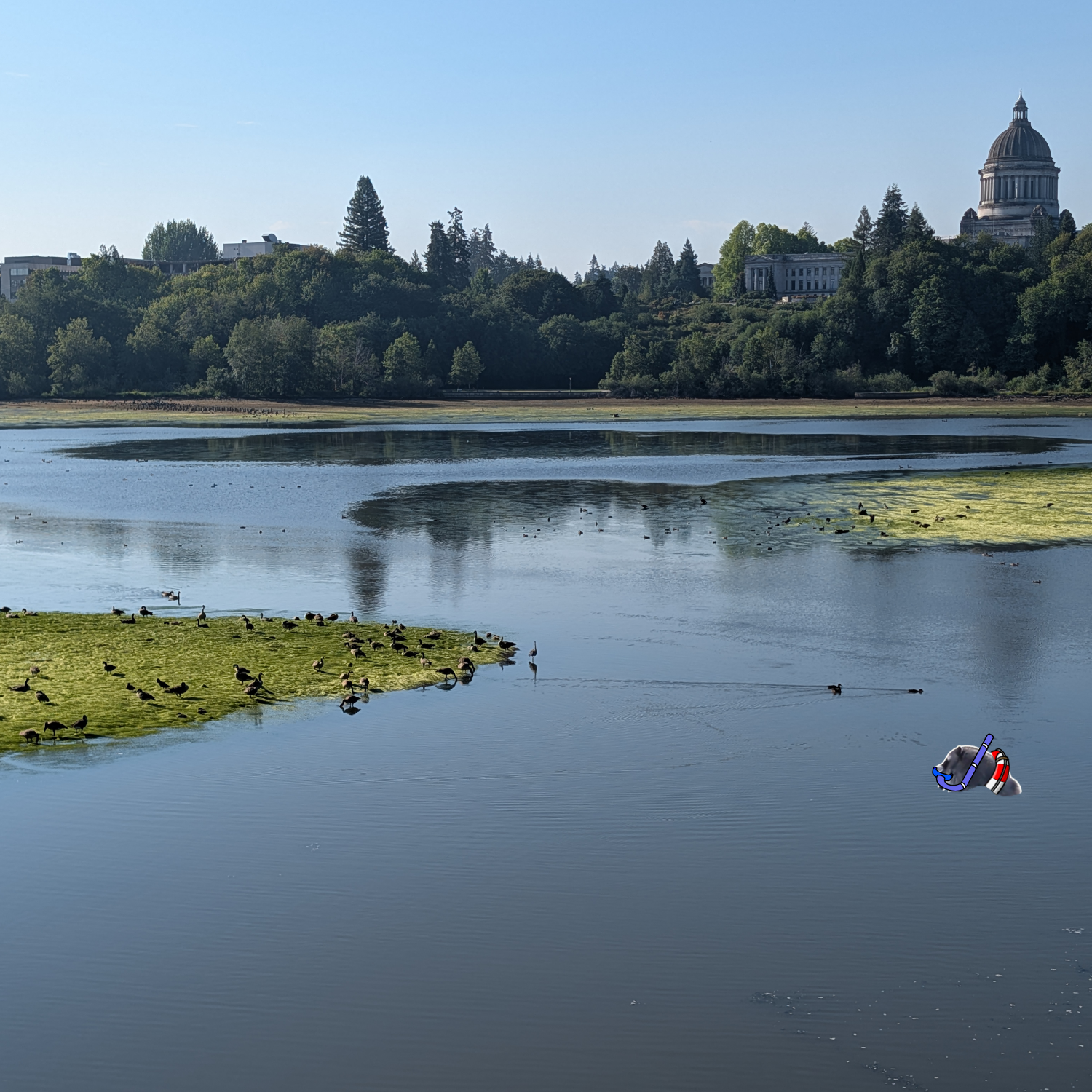 Jimothy takes a dip in the water with his bird friends (NOT ADVISED FOR HUMANS).