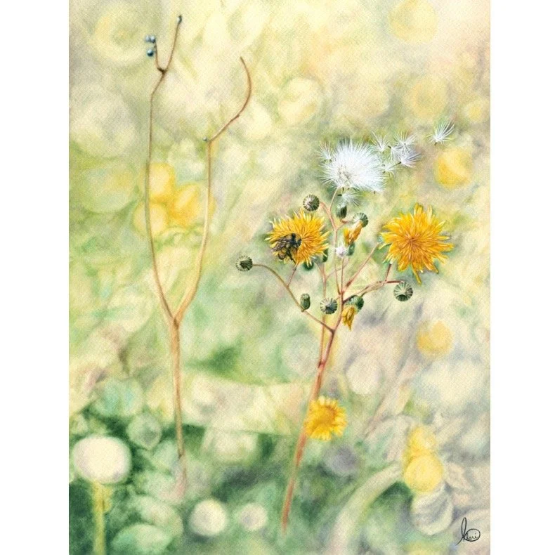 Dandelion Days square A20 ©Cheri Denis.jpg