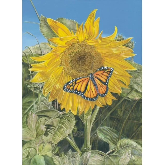 Sunflower private collection