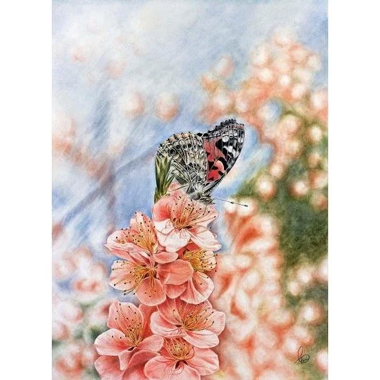 Silverwing square A25 ©Cheri Denis.jpg