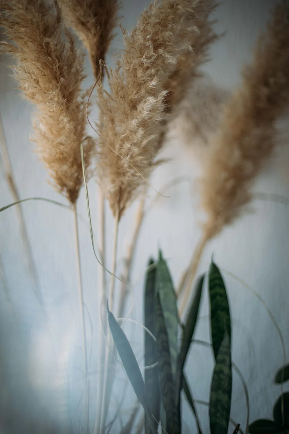 Nahaufnahme von getrockneten Pampasgras mit grünen Blättern im Hintergrund.