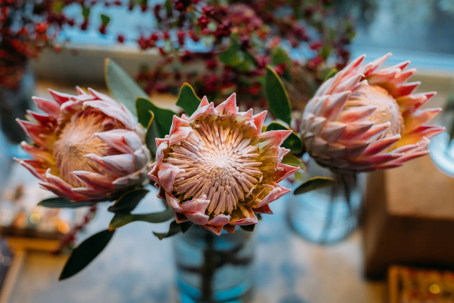 Nahaufnahme von drei Protea-Blumen in einer Vase, mit grünem Laub, im Hintergrund unscharfe weitere Blumen und Gegenstände.