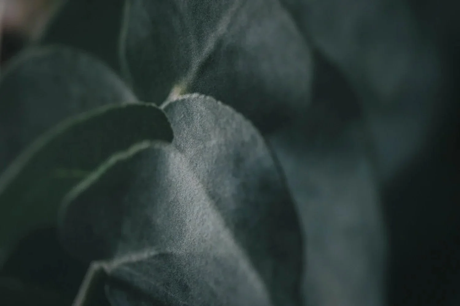 Nahaufnahme von grünen Blättern.