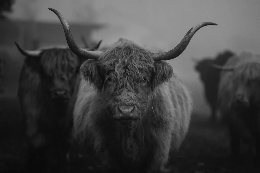 Eine Gruppe von Hochlandrindern, im Mittelpunkt ein Tier mit langen, gebogenen Hörnern und dichtem, bräunlichem Fell, auf einem dunklen, nebeligen Feld. Schwarz-weiss-Aufnahme.
