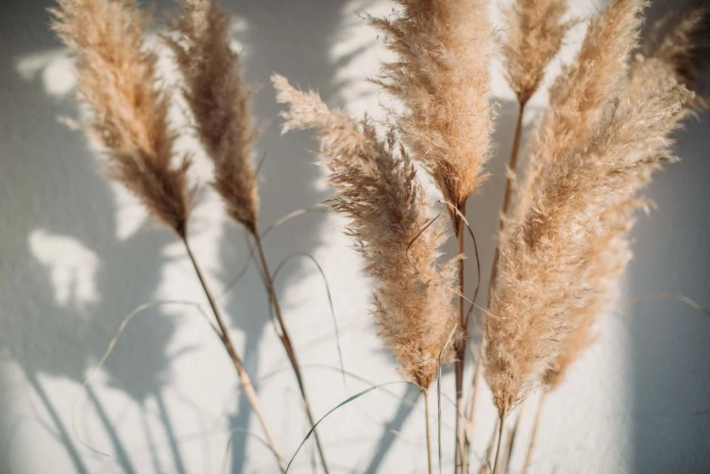 Nahaufnahme von getrockneten Gräsern vor einer hellen Wand mit Schatten.